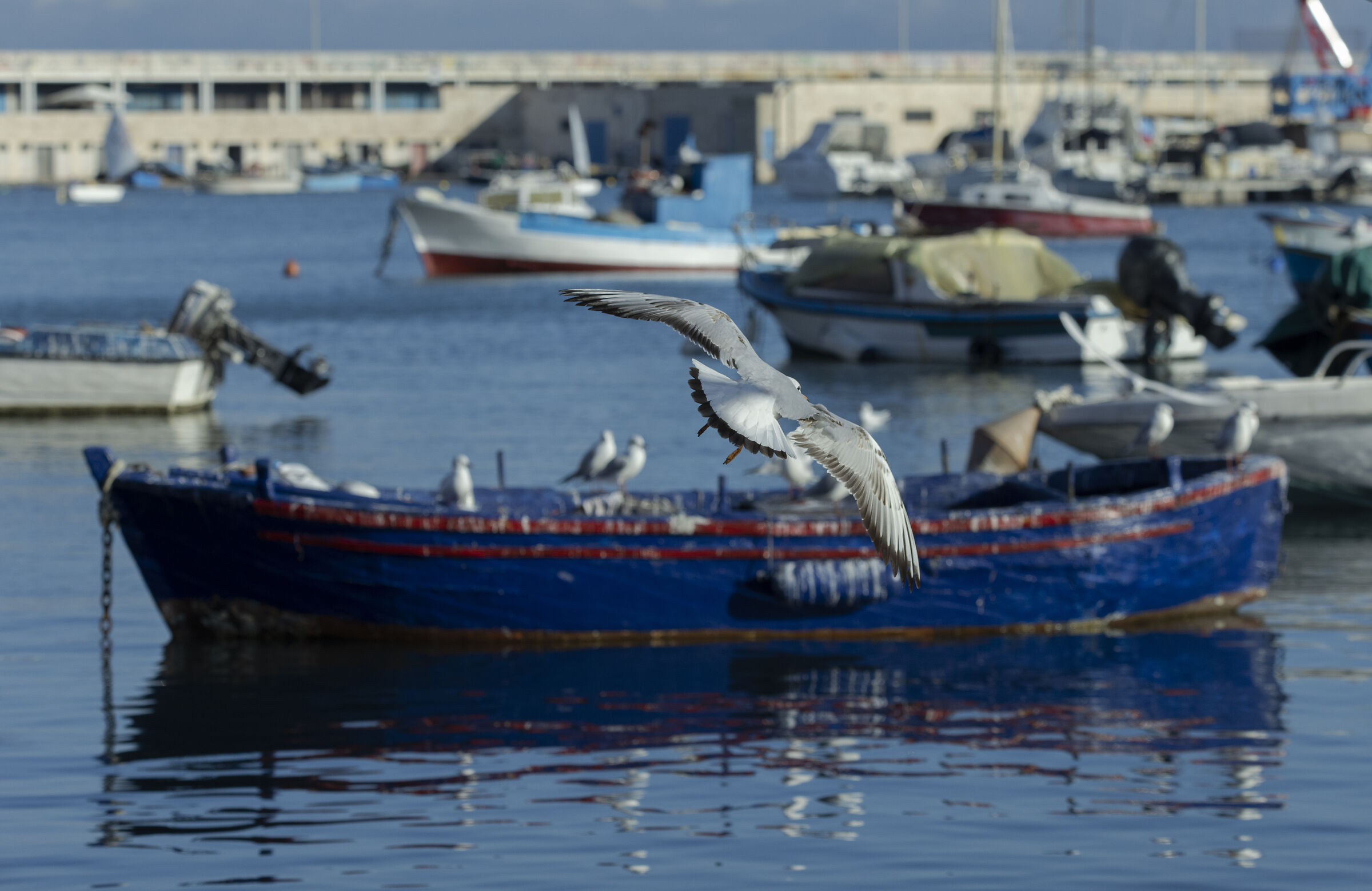 flying gull over Bari boat pier
