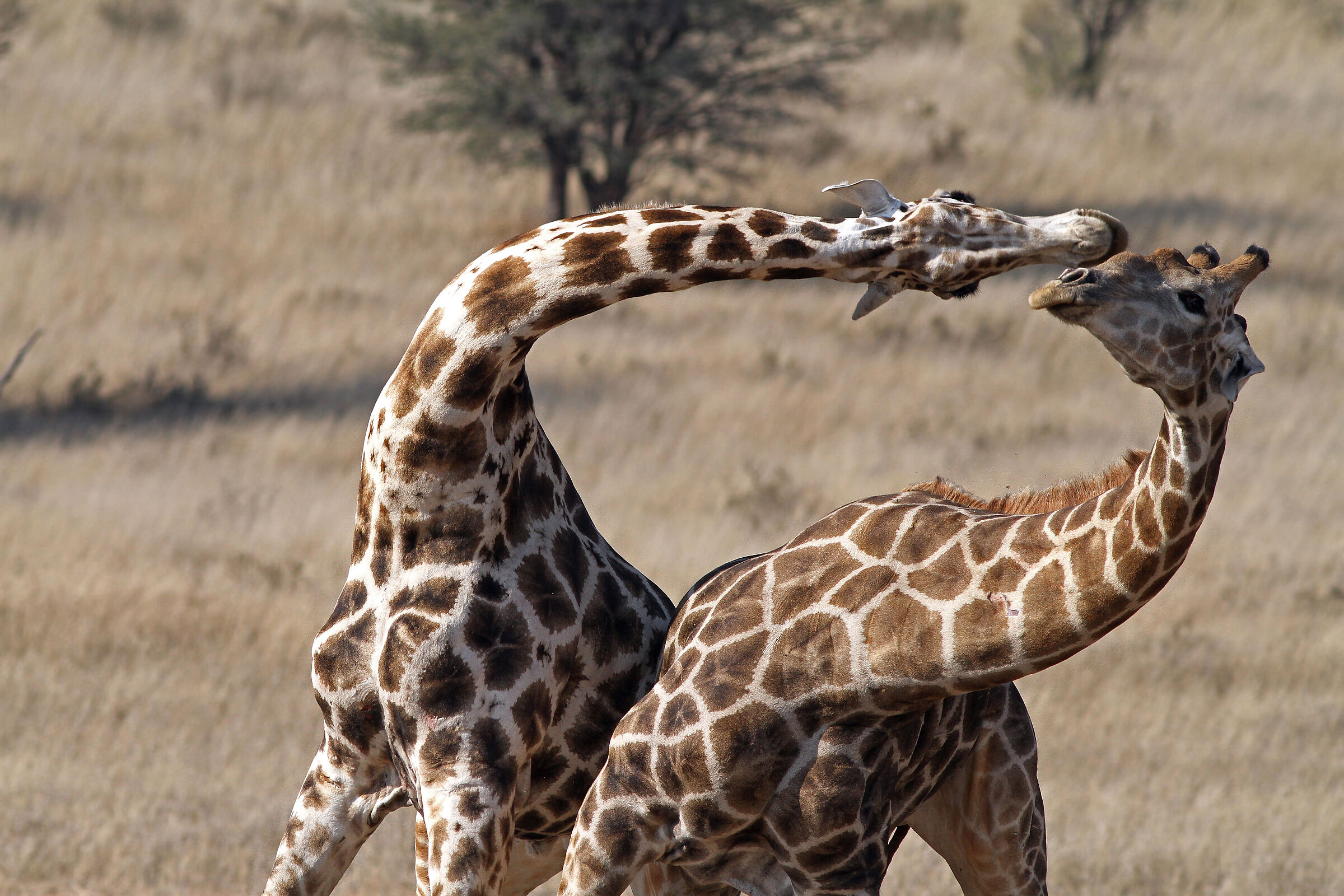 Giraffe Fight (Naz Kgaladi Park)