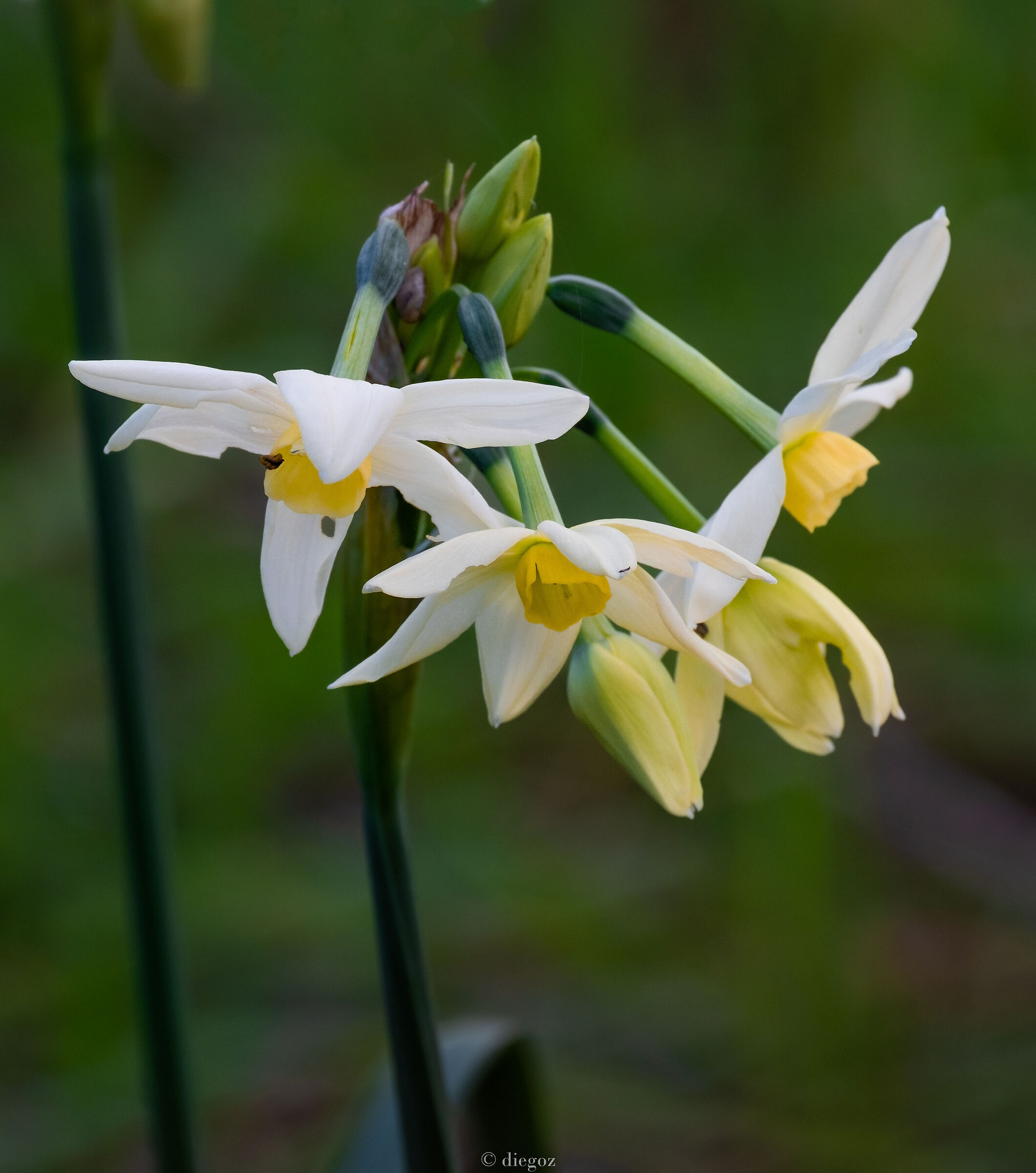 wild garlic