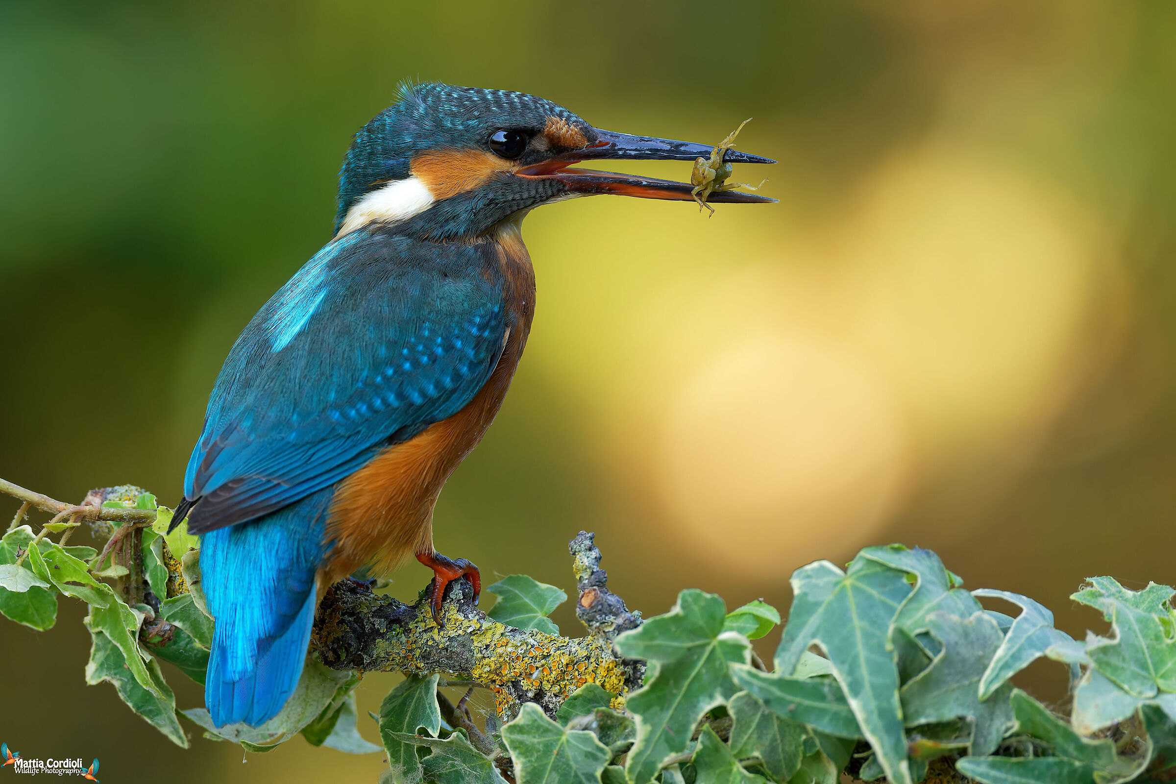 kingfisher