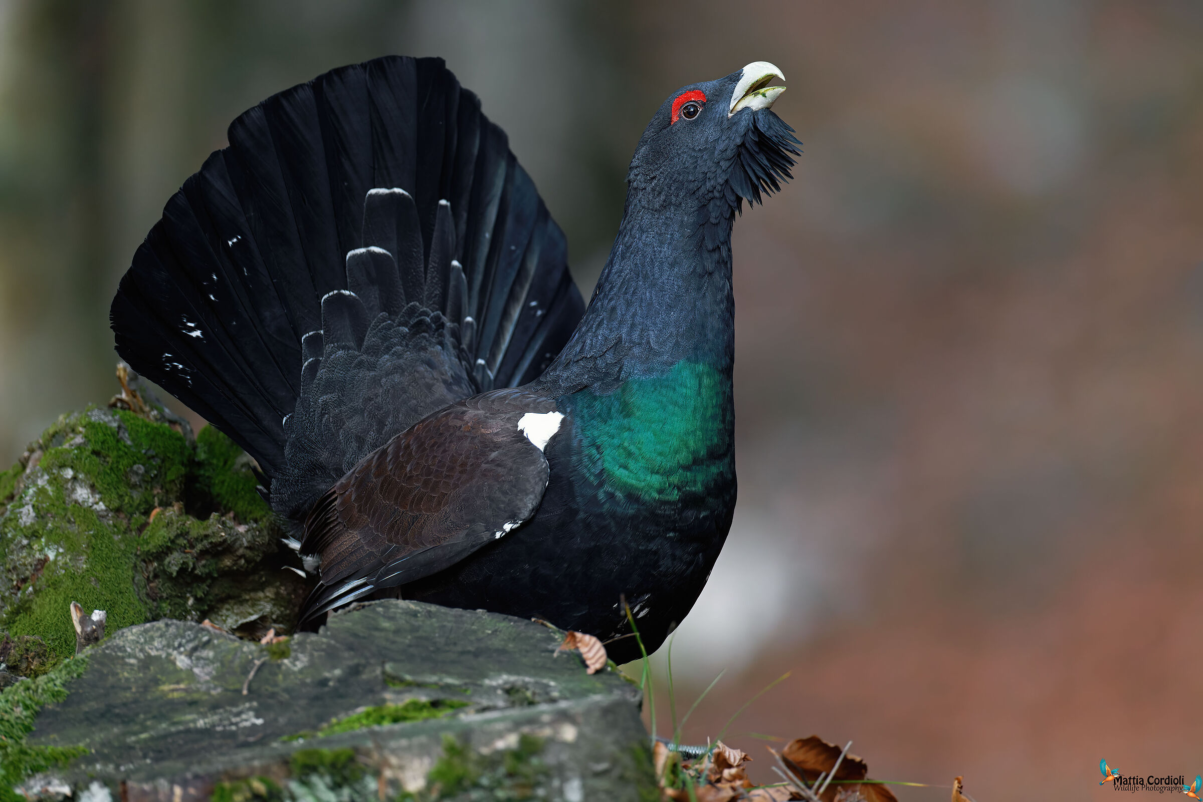 gallo cedrone