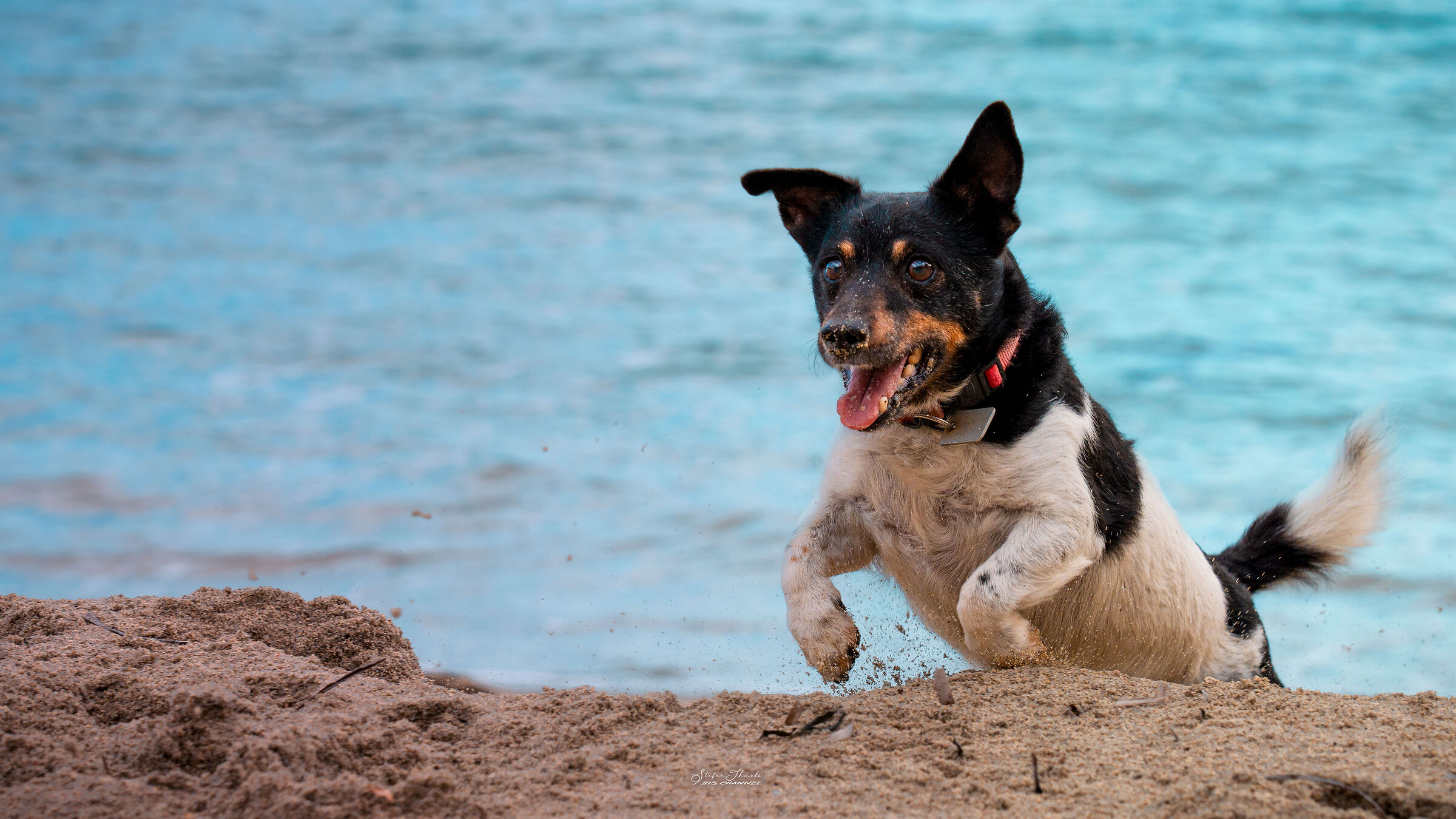 Jack Russel in azione