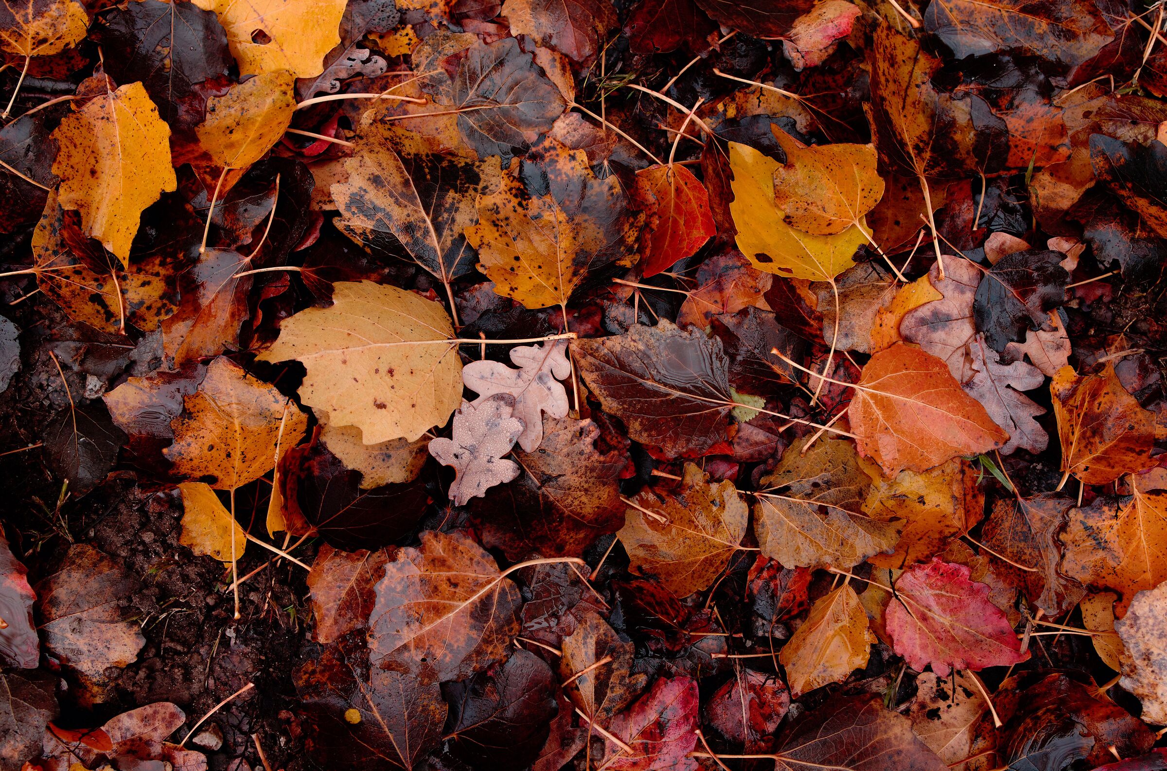 Leaves 3