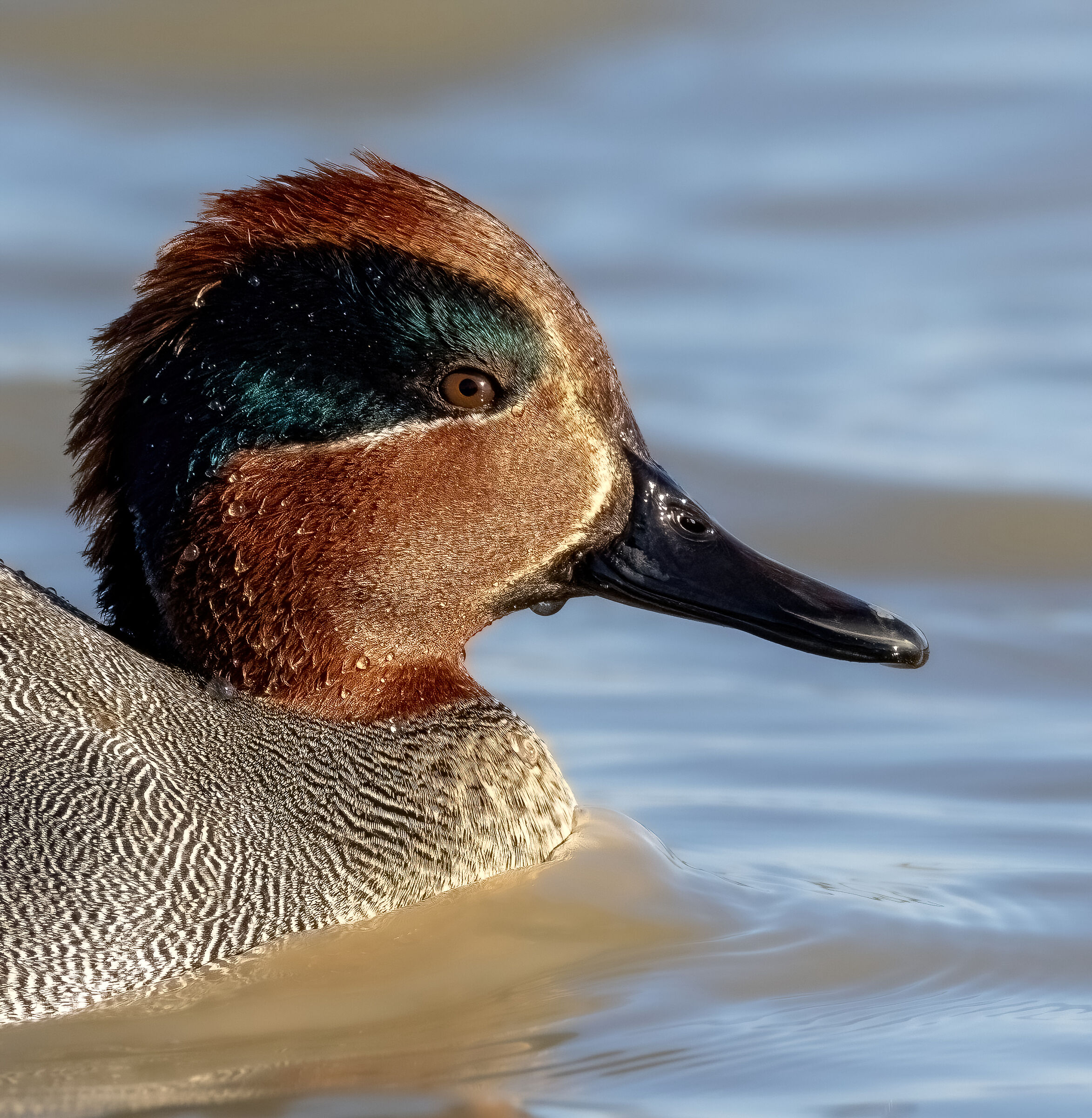 Male teal