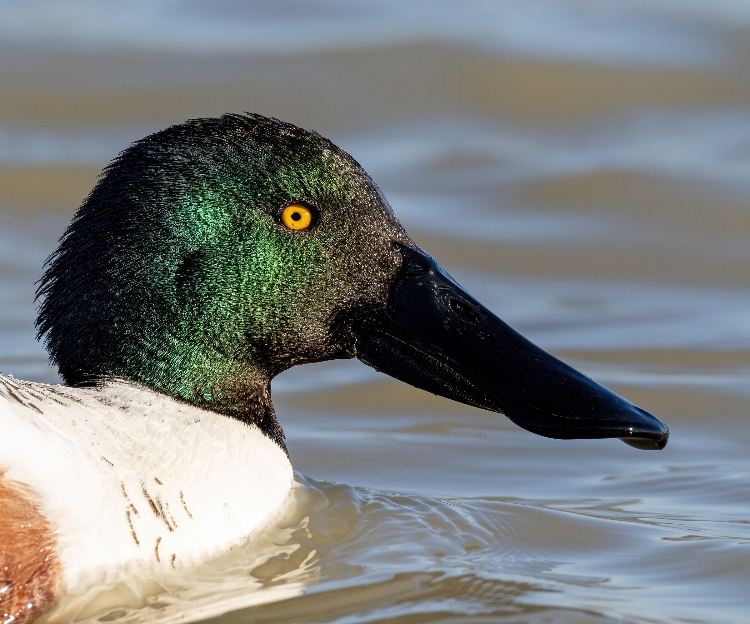 Male shoveler