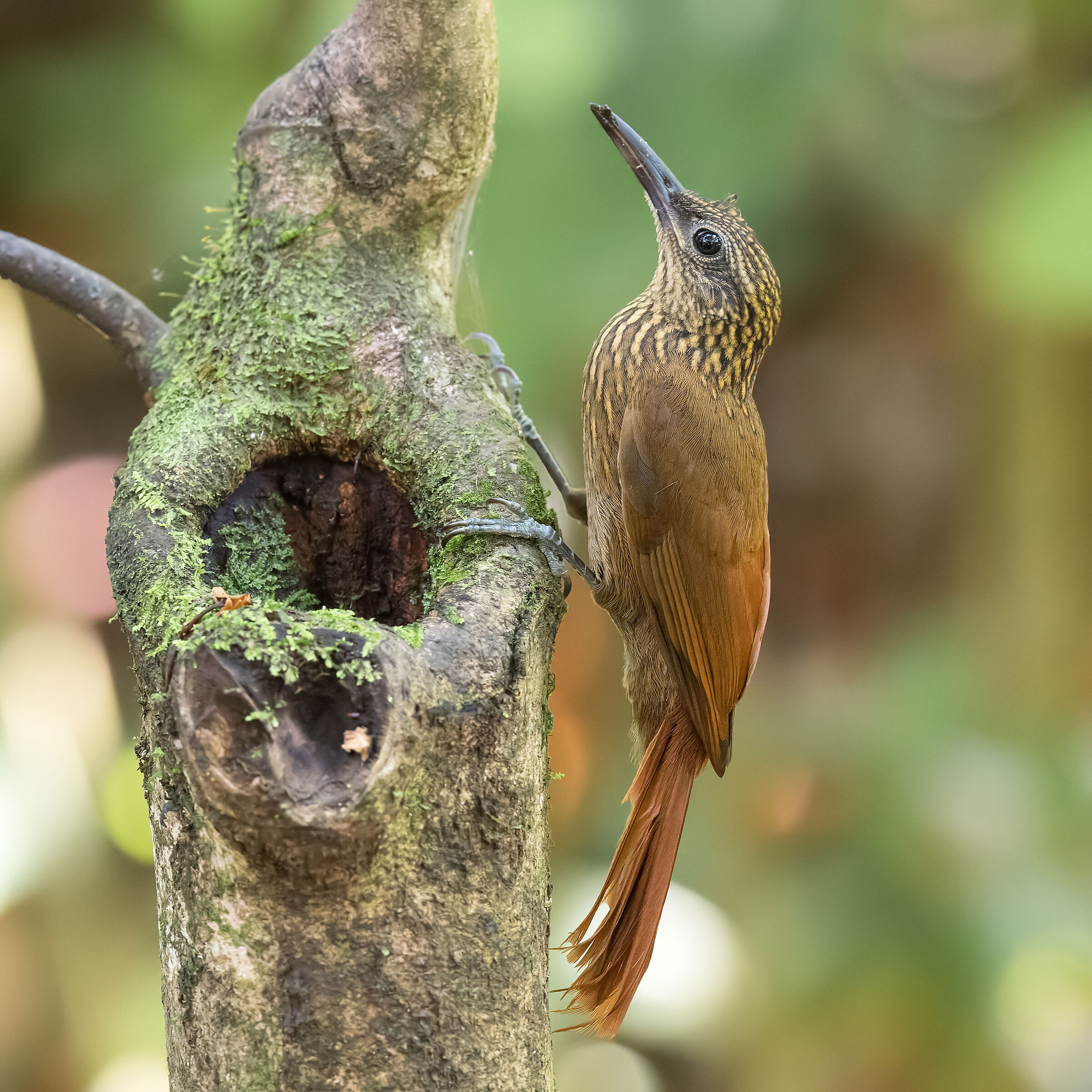 Rampicatore cioccolato