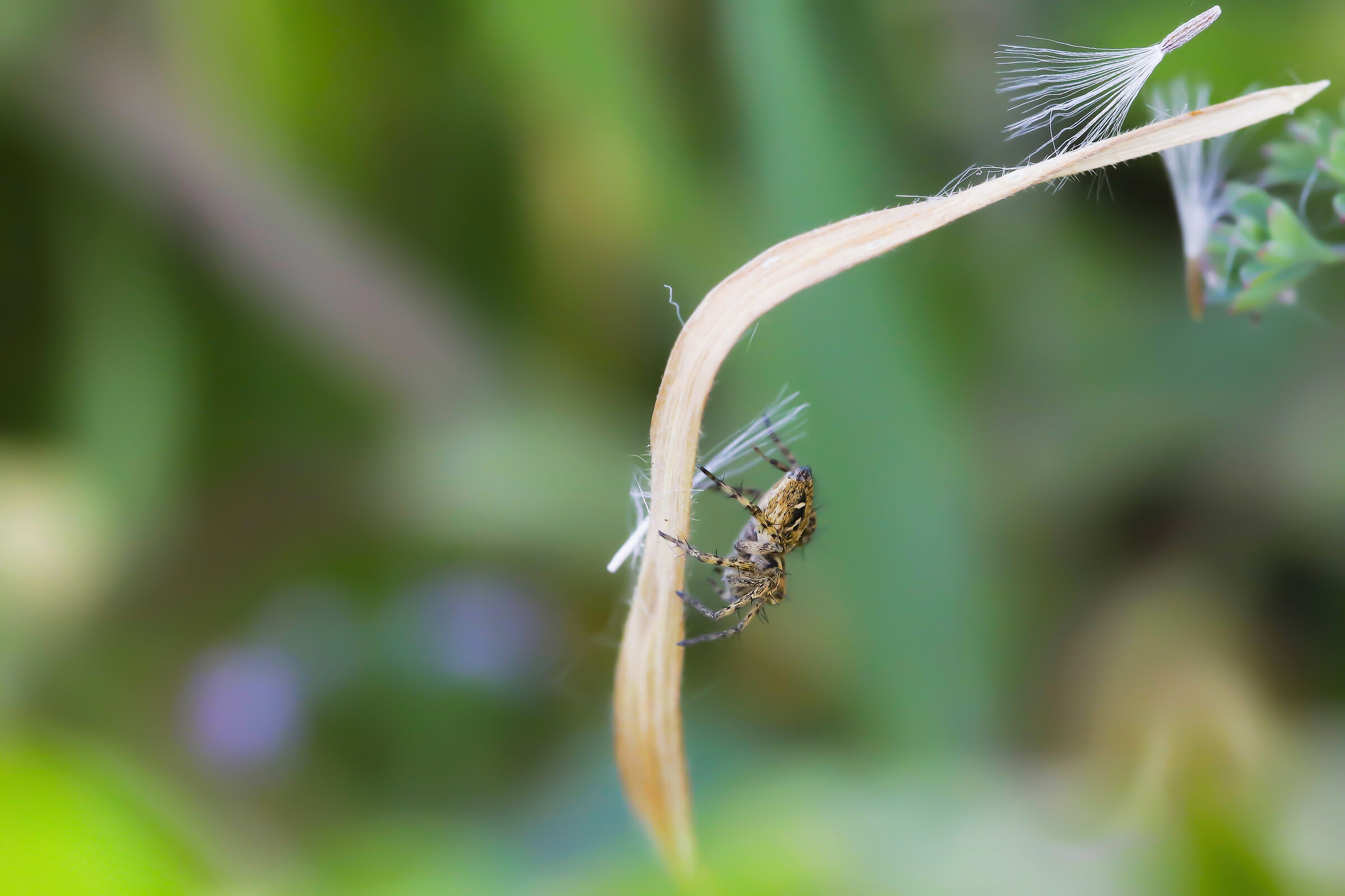 Oxyopes heterophthalmus