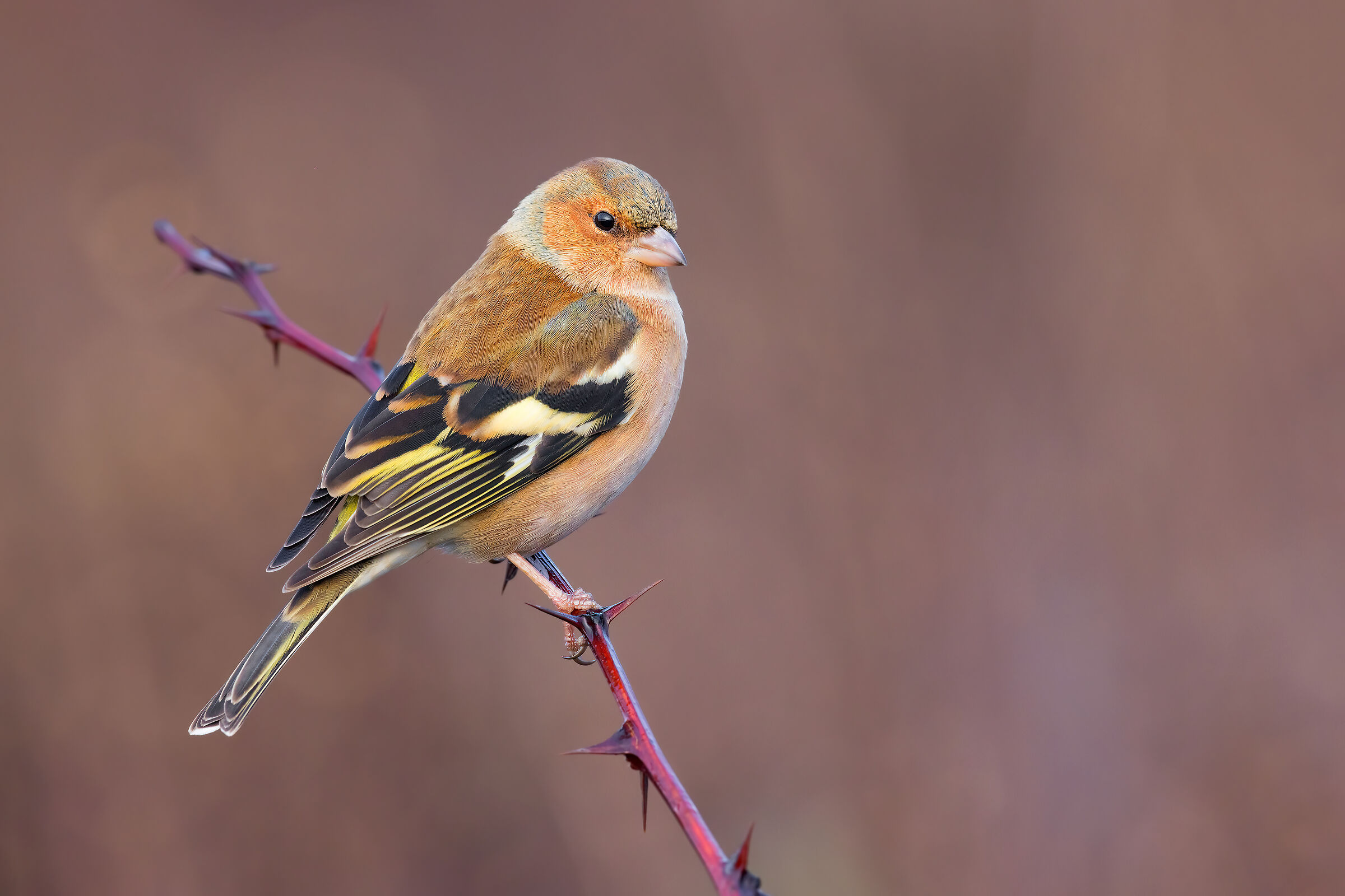 Male Chaffinch