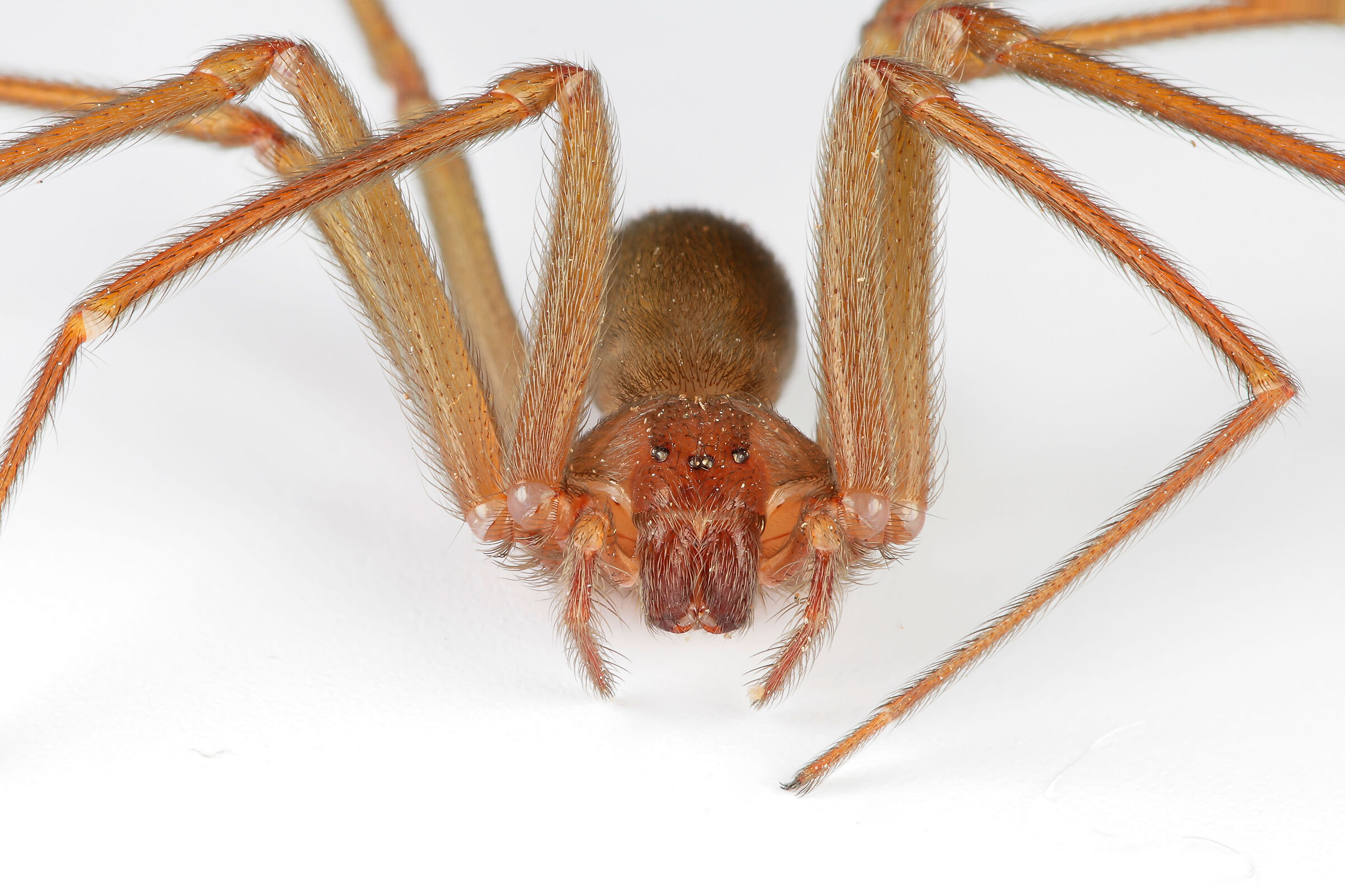 Loxosceles rufescens (violin spider)