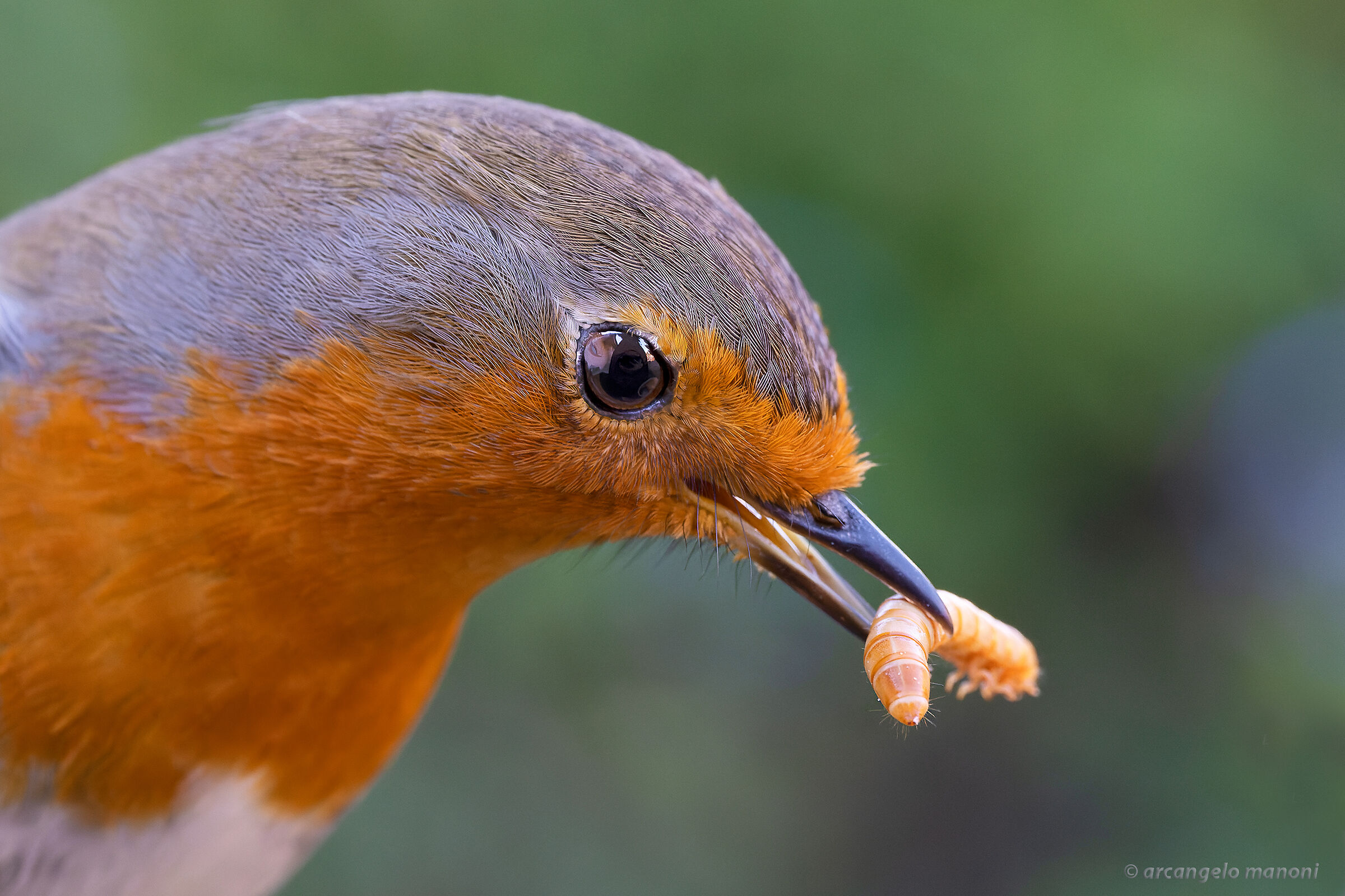 Un'altra macro al pettirosso