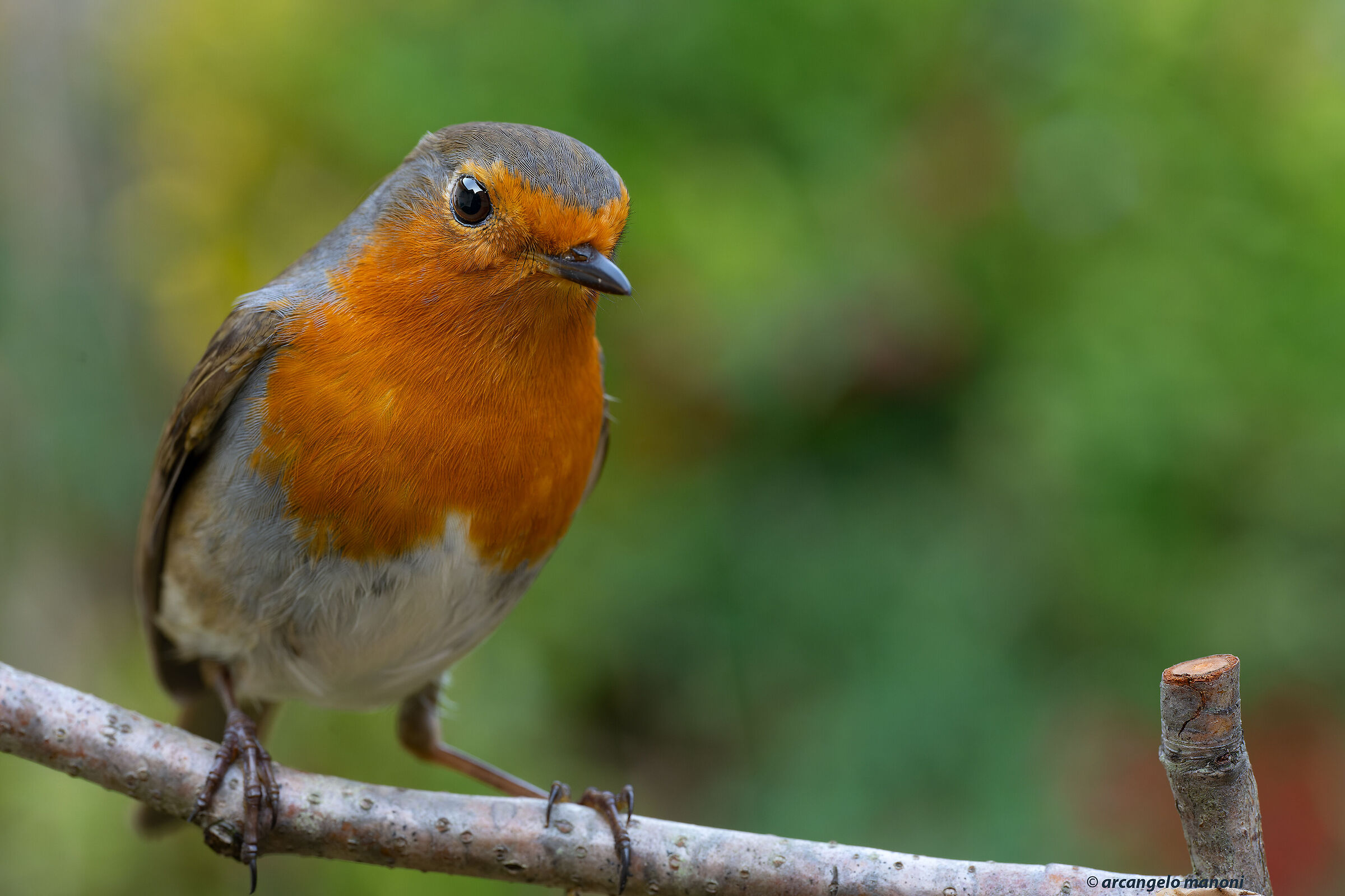 Il capo del giardino