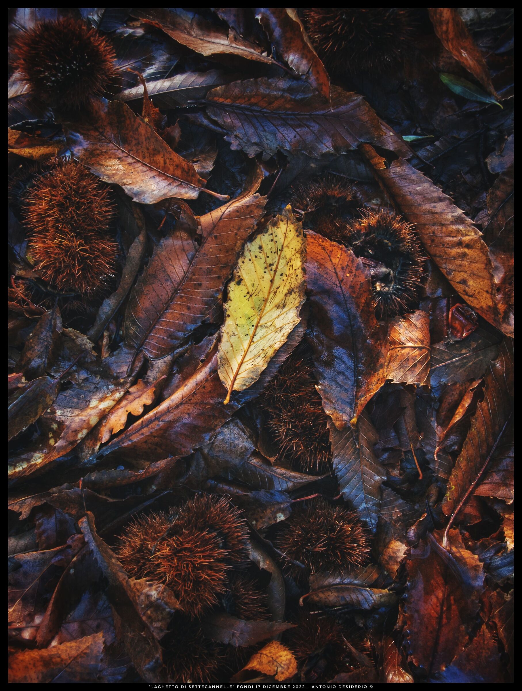 Last flashes of autumn