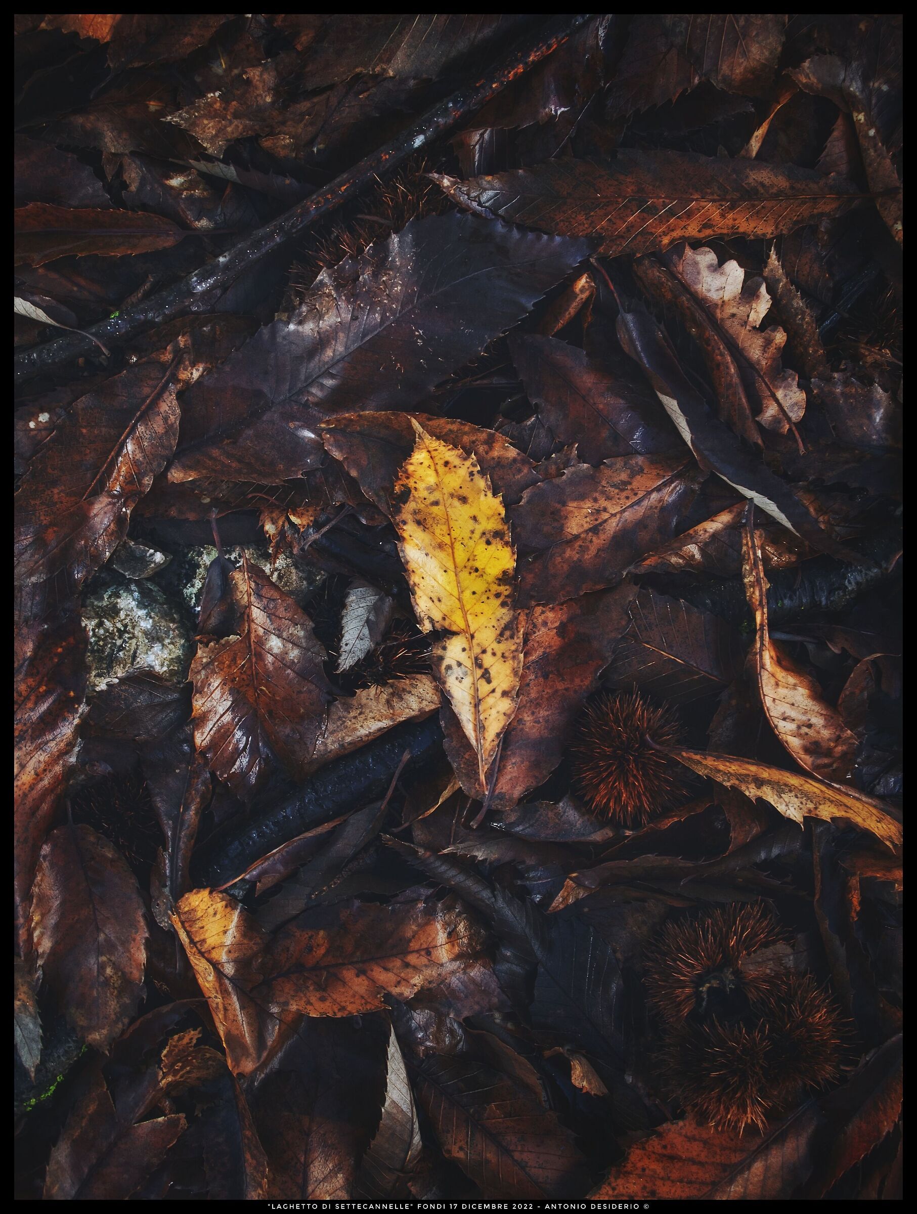 Last flashes of autumn