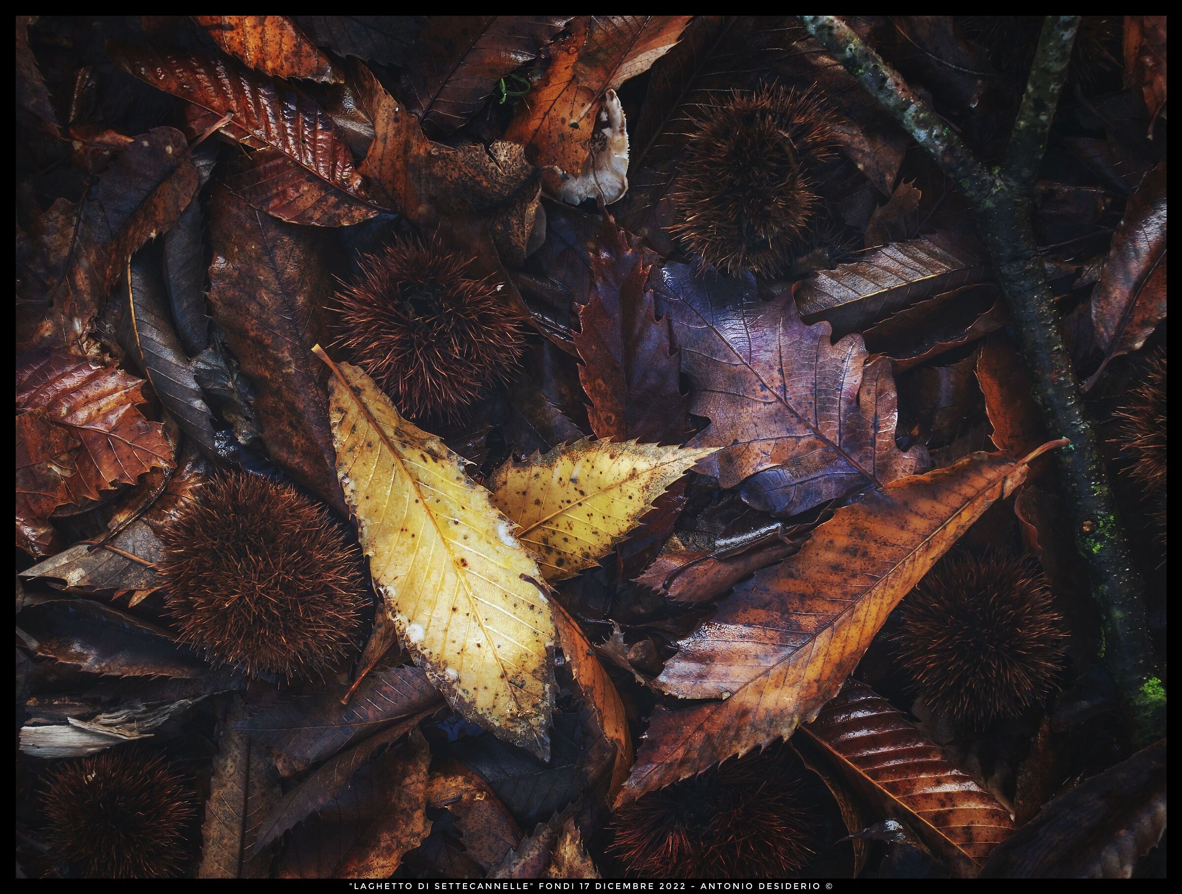 Last flashes of autumn