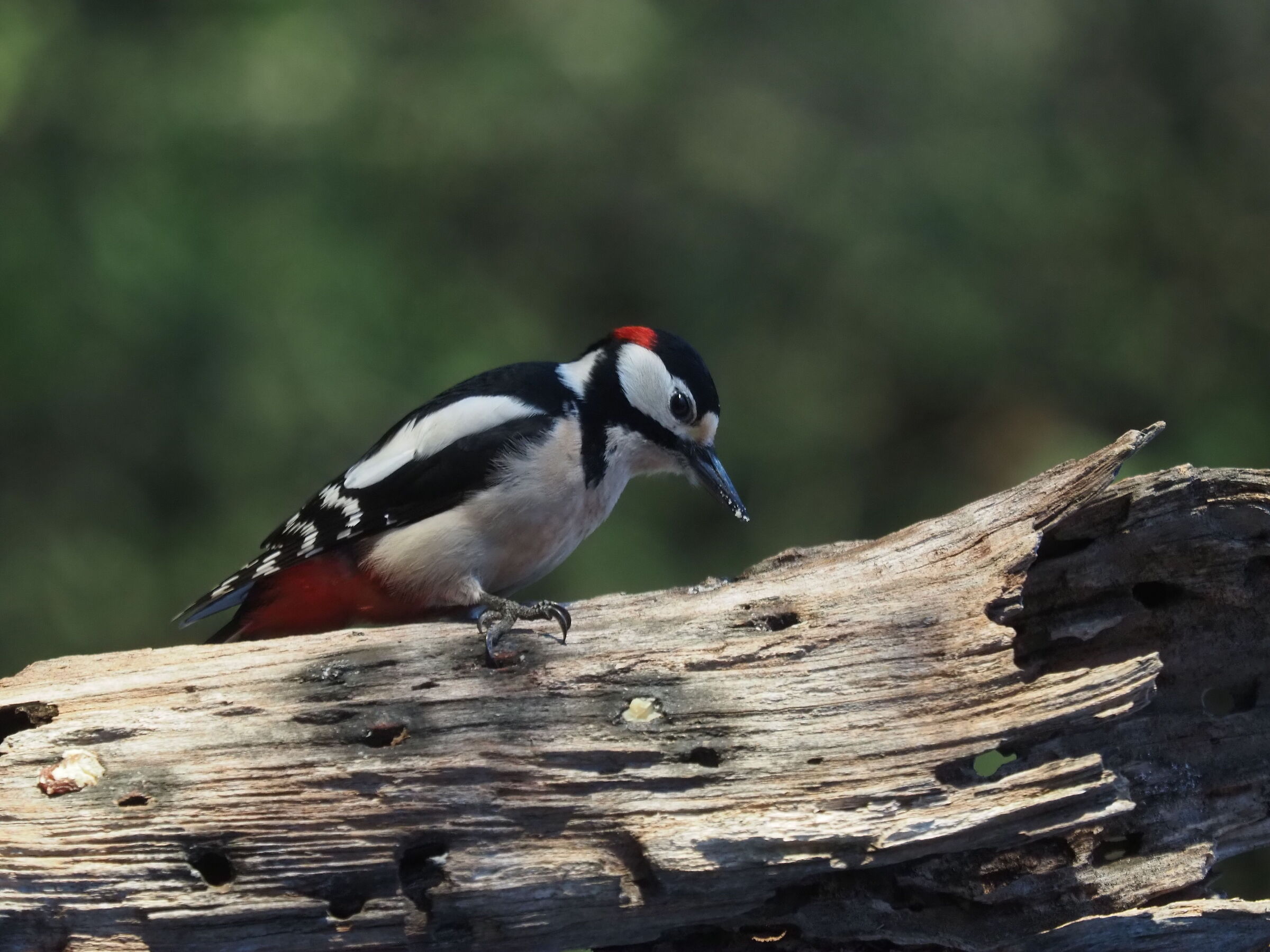 picchio rosso maggiore