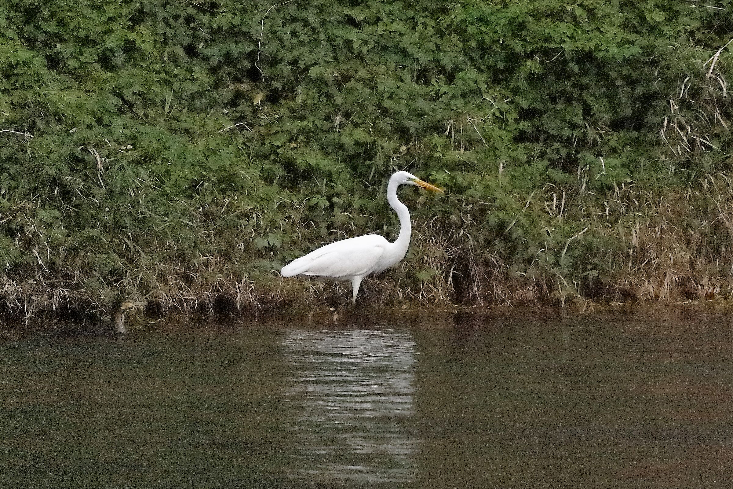 airone BM 12 novembre 2022