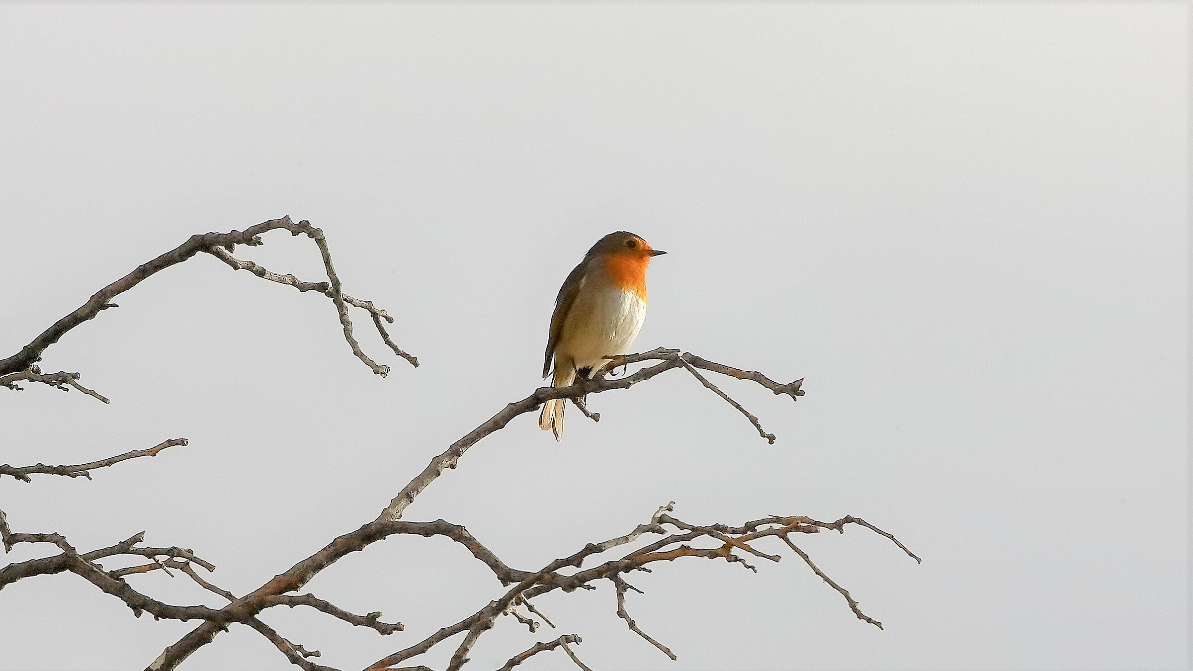 pettirosso 16 novembre 2022