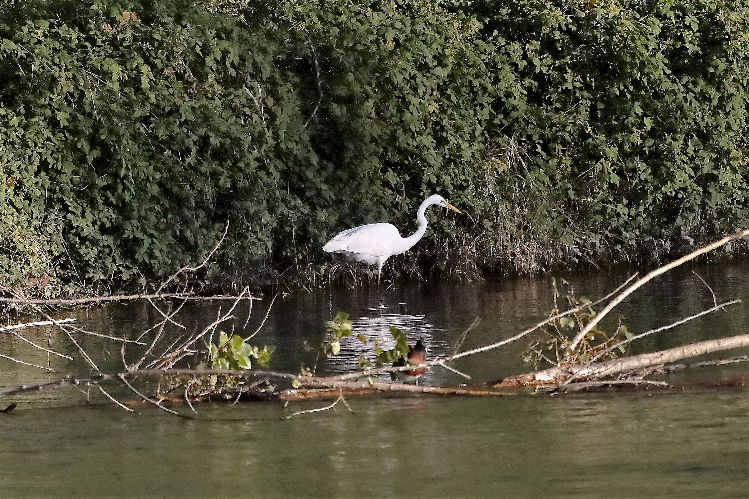 airone BM 18 novembre 2022