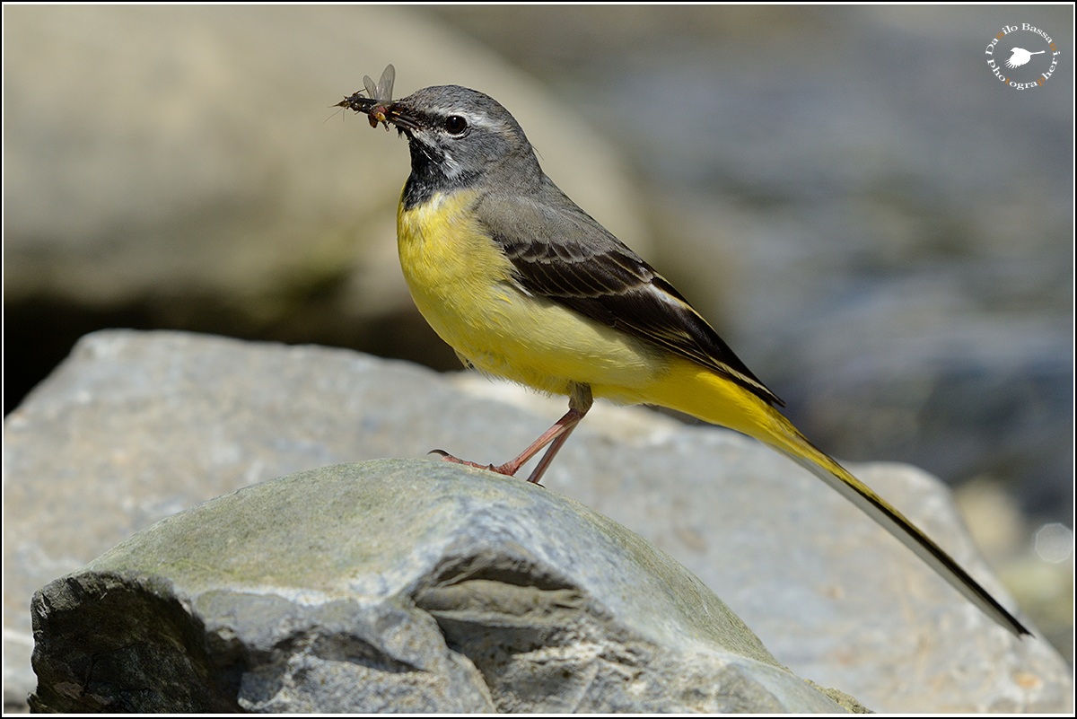 Yellow Wagtail