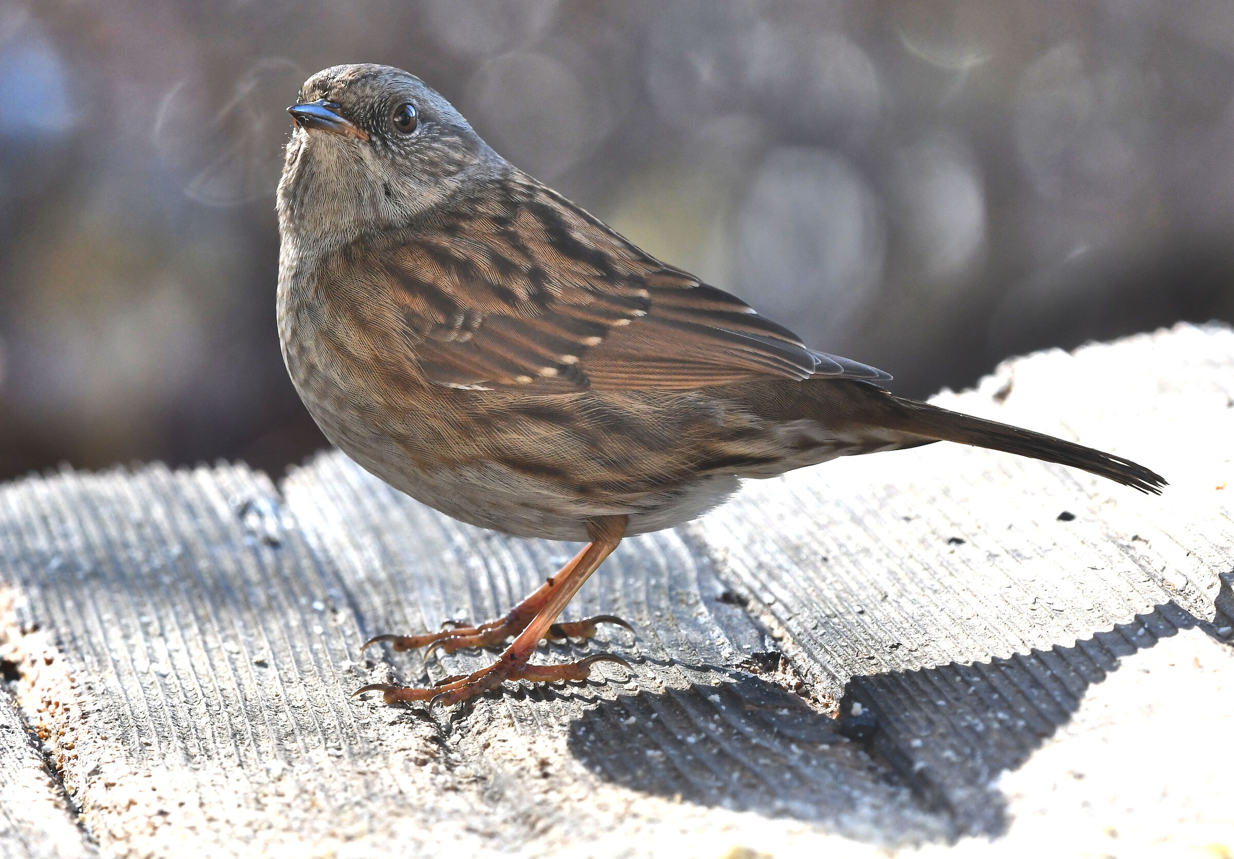 Dunnock