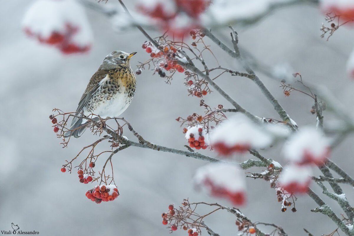 Fieldfare
