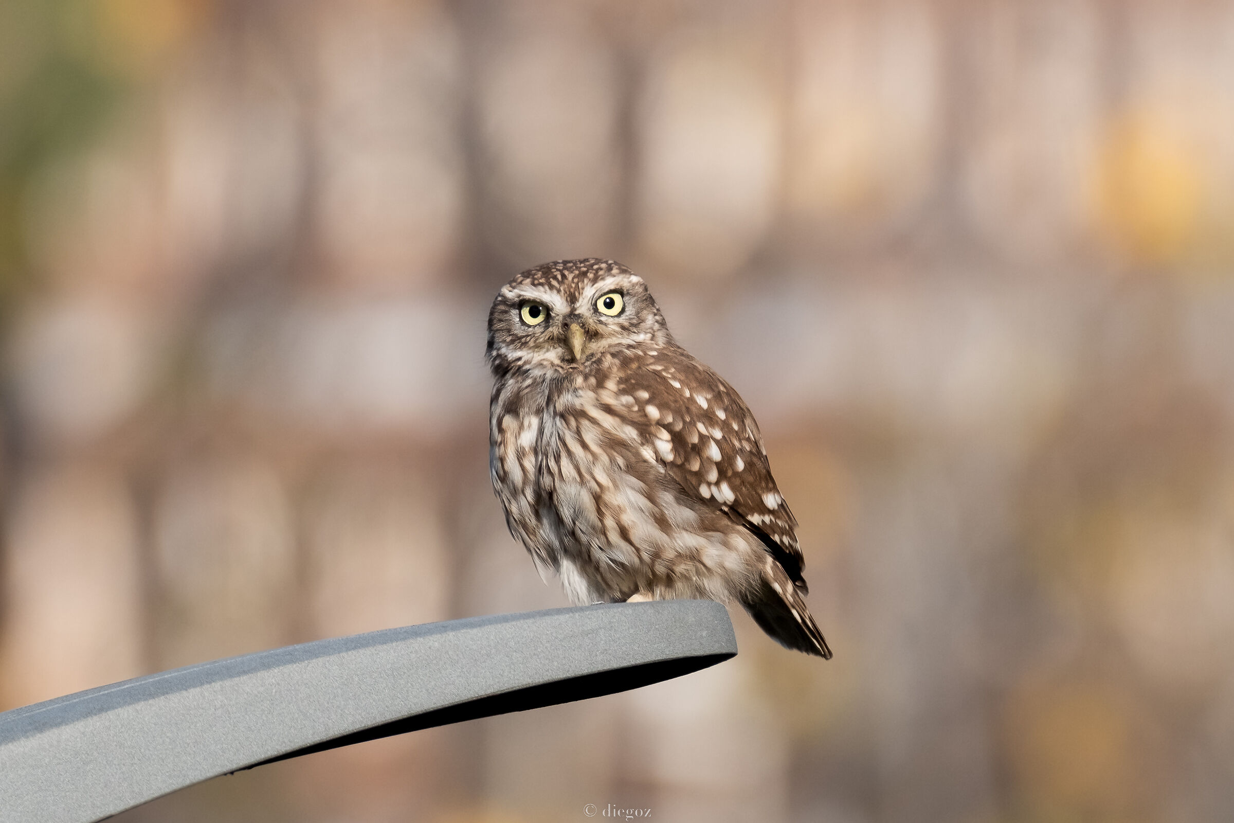 Atene Noctua....di giorno....