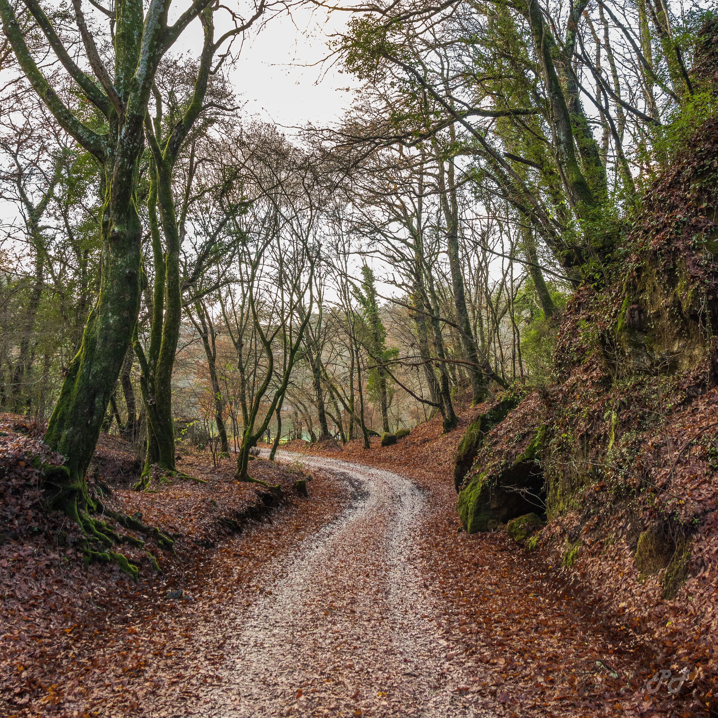 una strada nel bosco