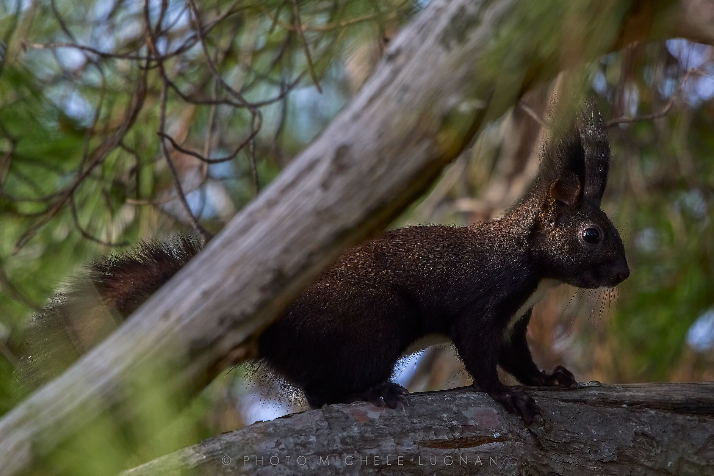 Sciurus sp. z o.o. (vulg.it. squirrel)