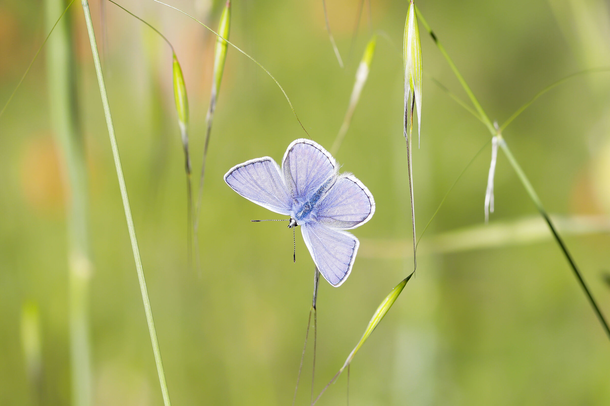 Polyommatus icarus