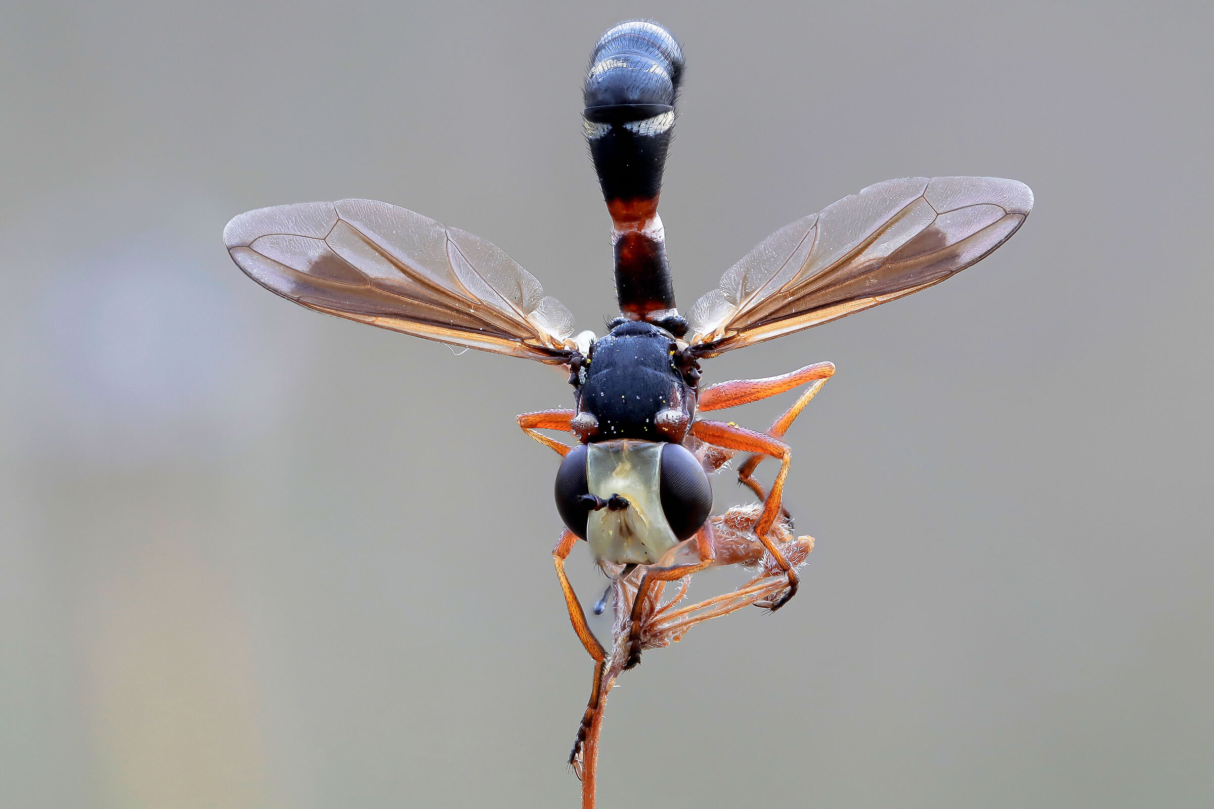 Physocephala vittata