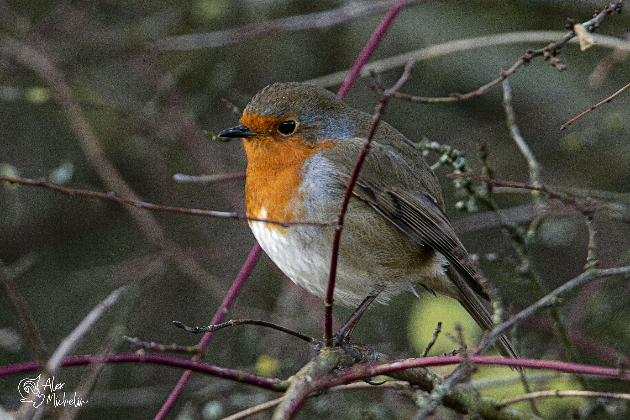 pettirosso al laghetto