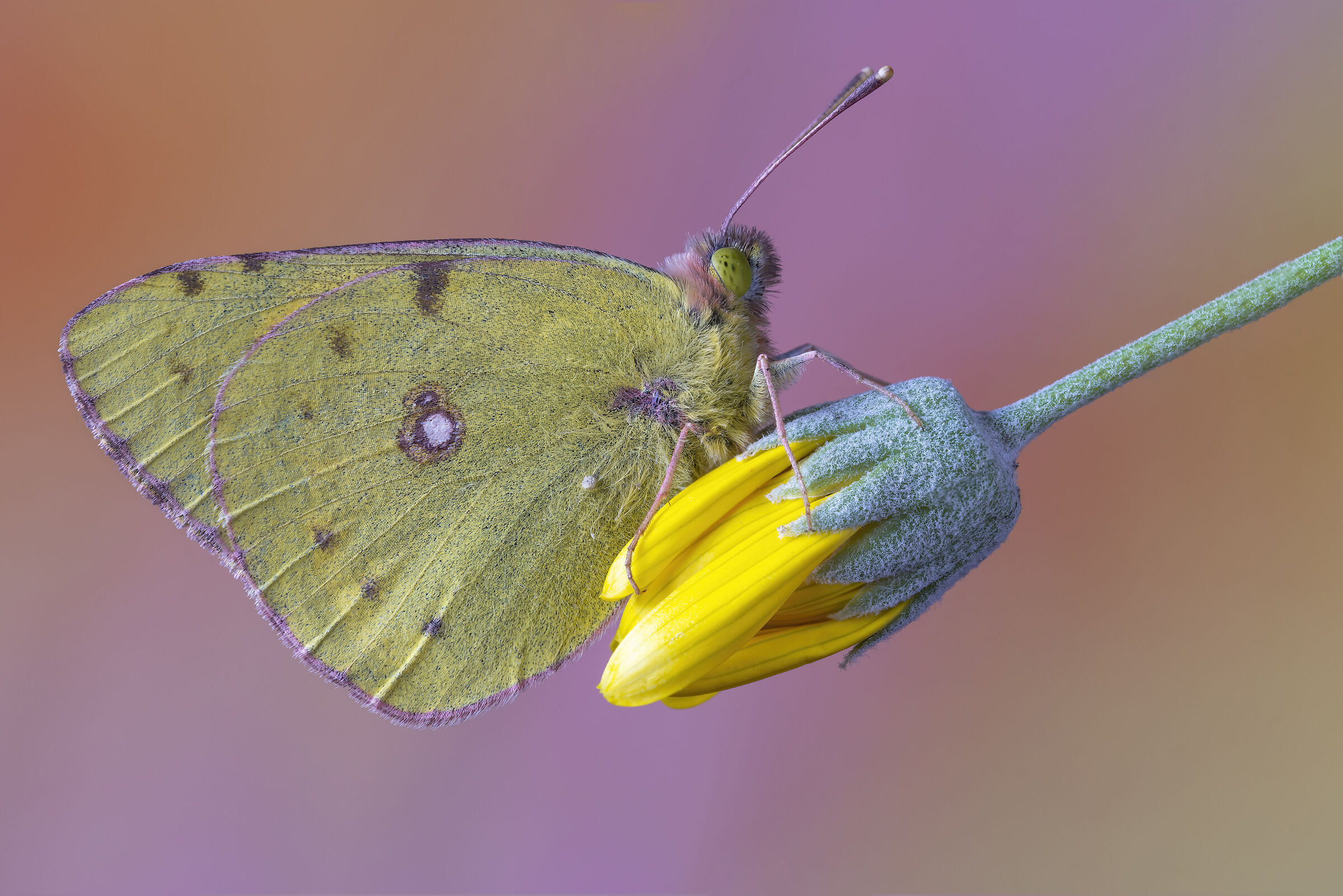 Colias Crocea