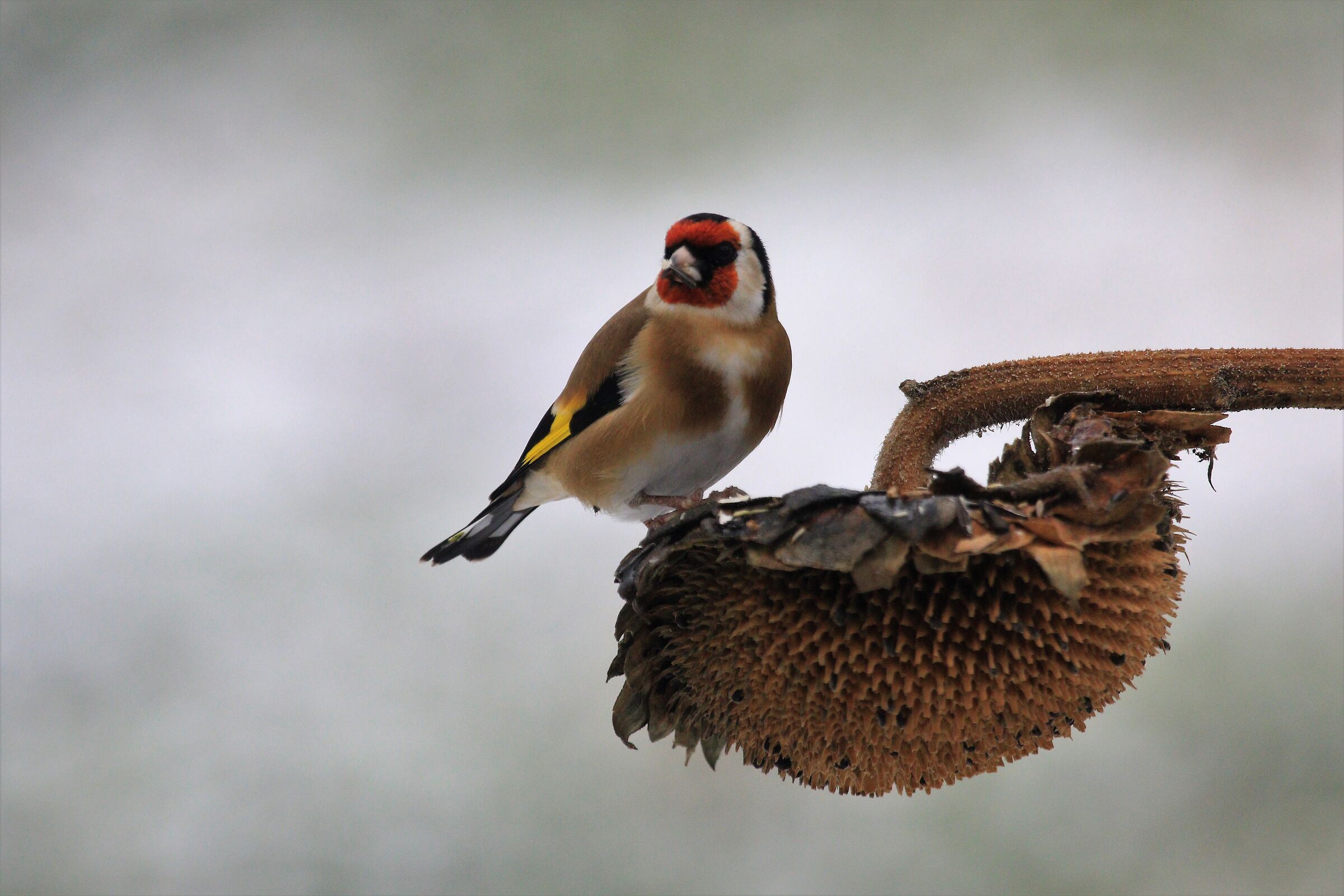 Goldfinch