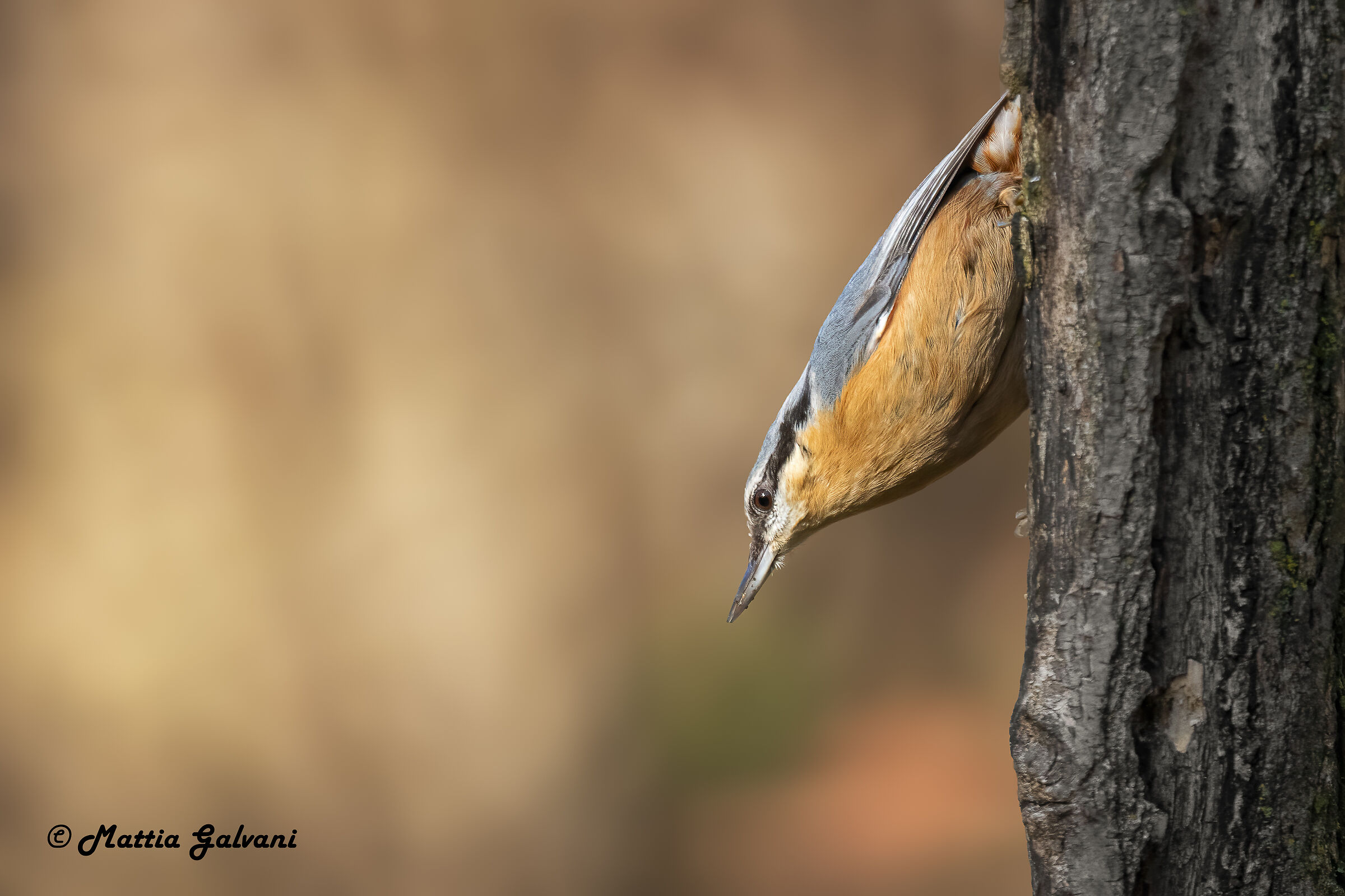Wood nuthatch