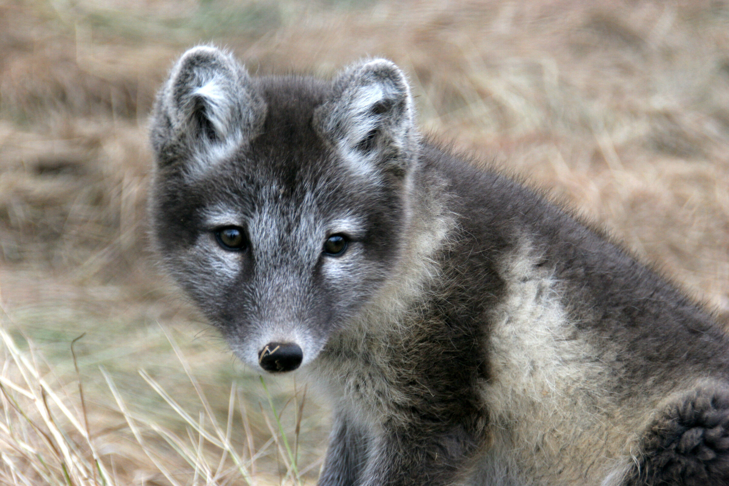 Arctic fox cub (Iceland)
