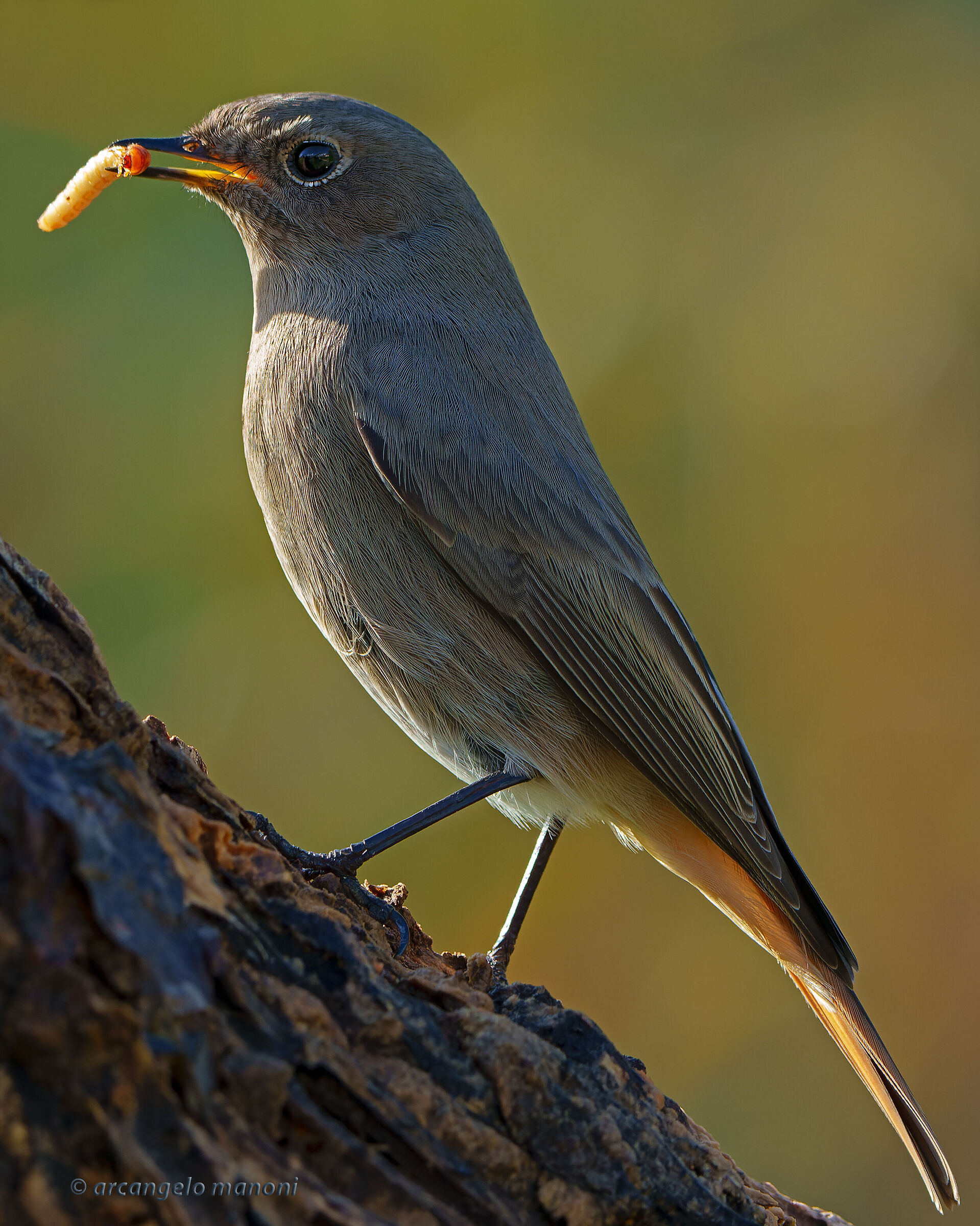 Lunch against the light