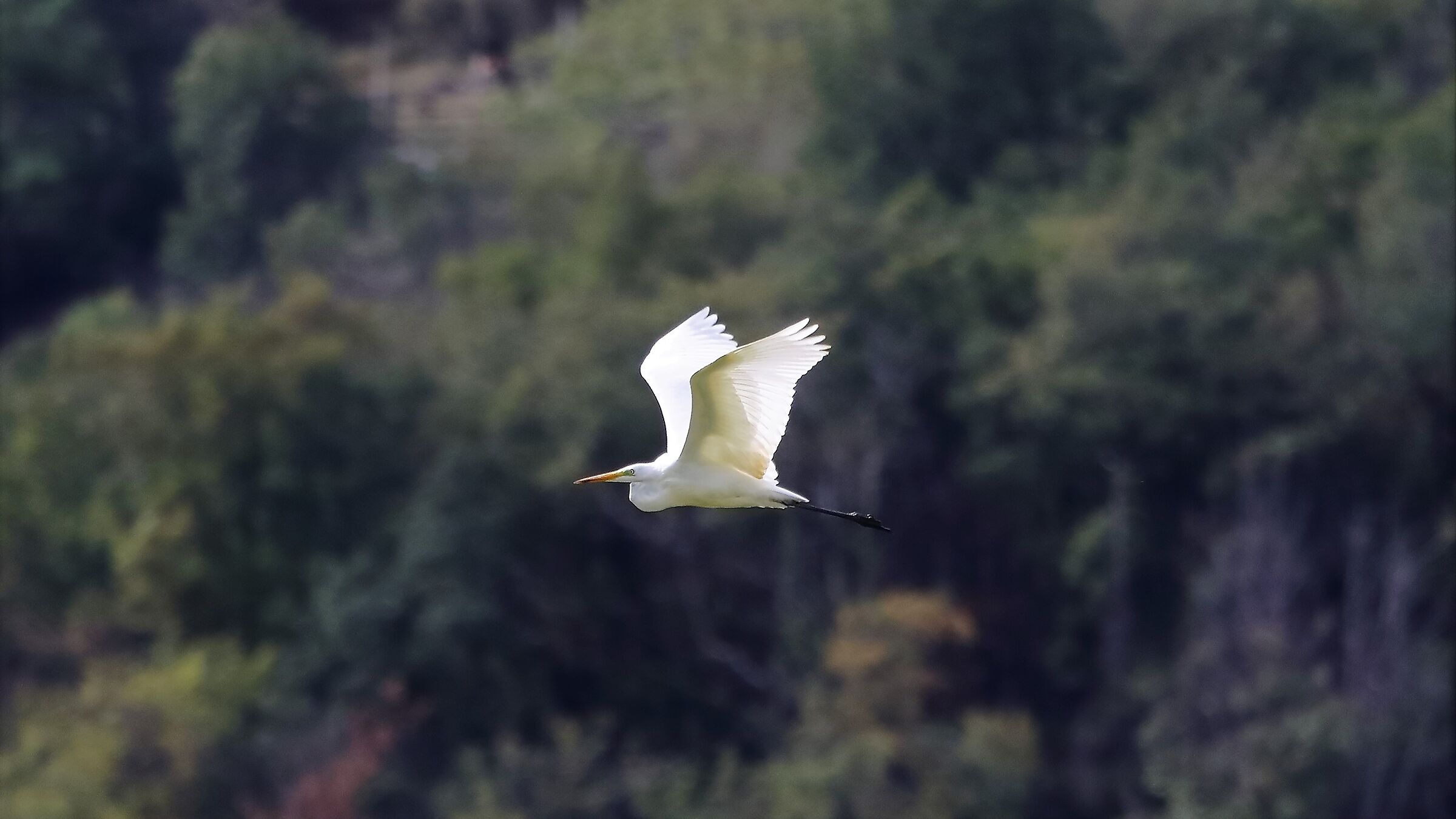 airone BM 26-09-2022