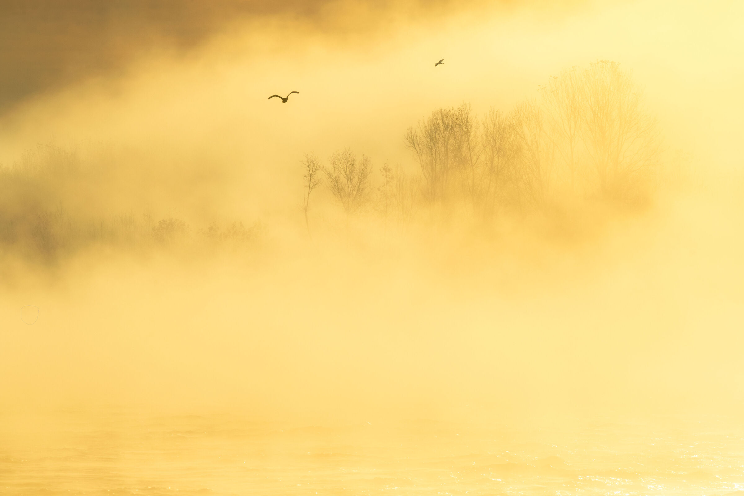 Foggy Sunrise