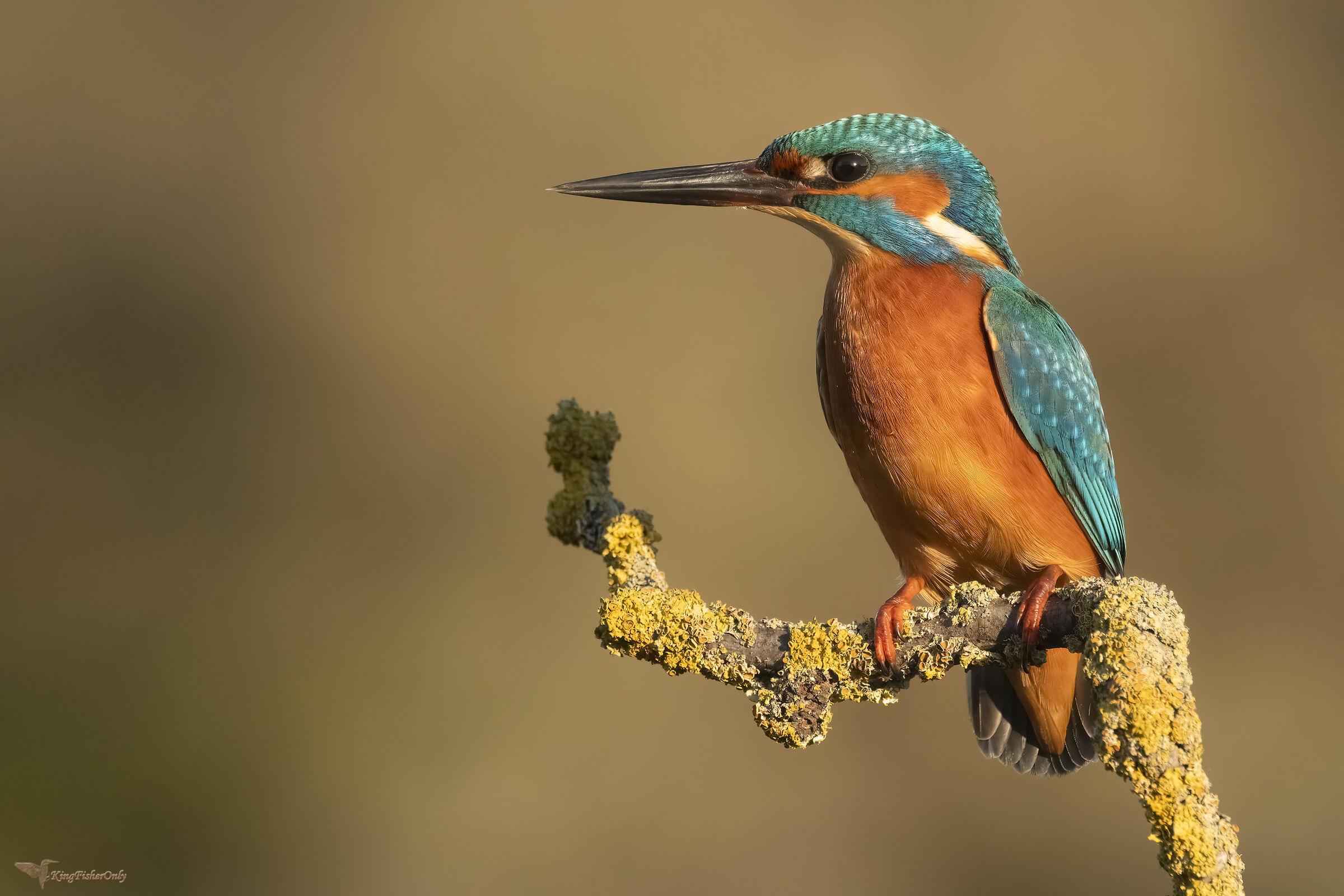 Kingfisher