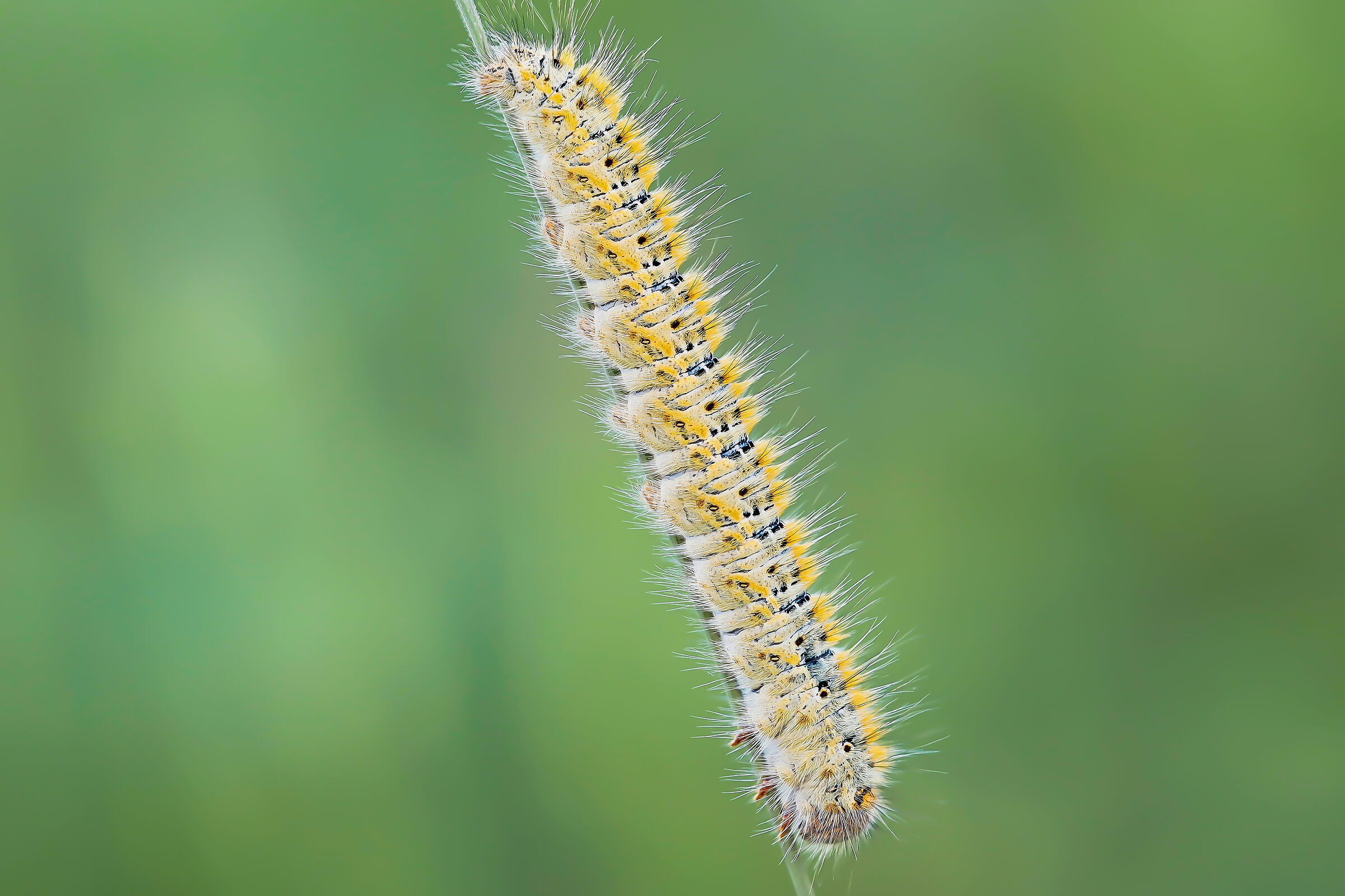 Caterpillar of Lasiocampa trifolii