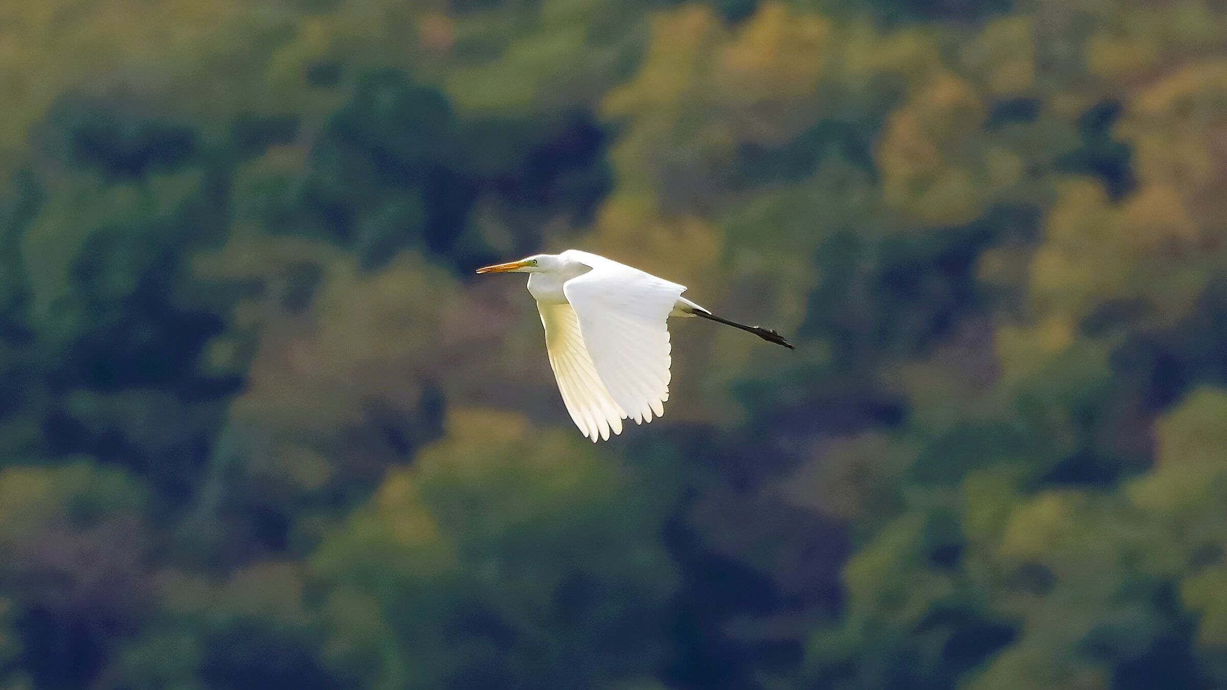 airone BM 26-09-2022