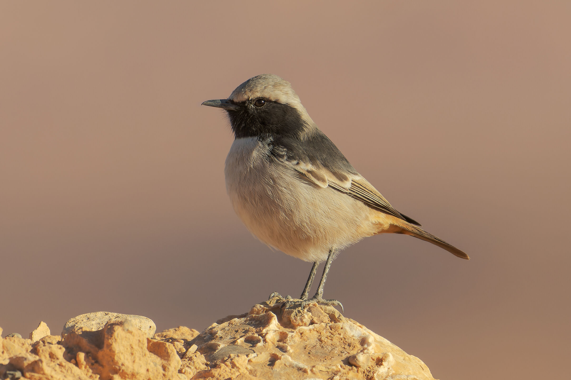 Monachella testagrigia (maschio)