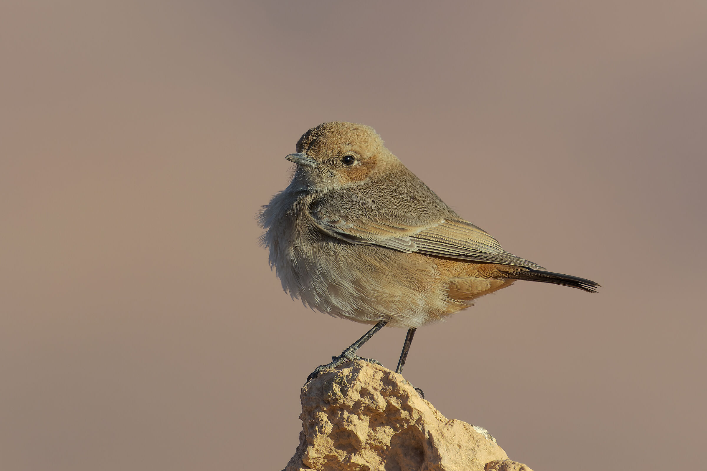 Monachella testagrigia (femmina)