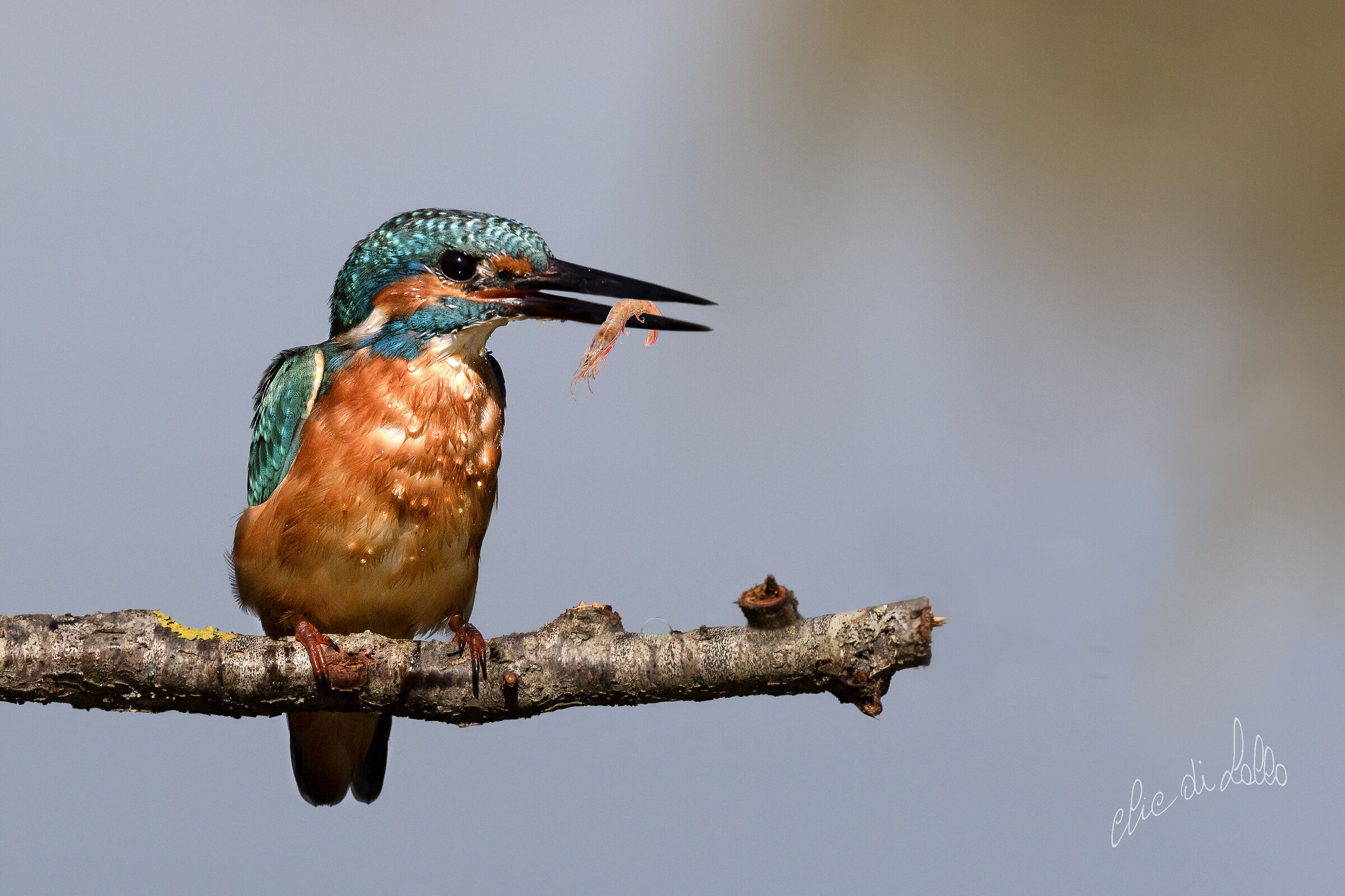 Martin pescatore con gamberetto.