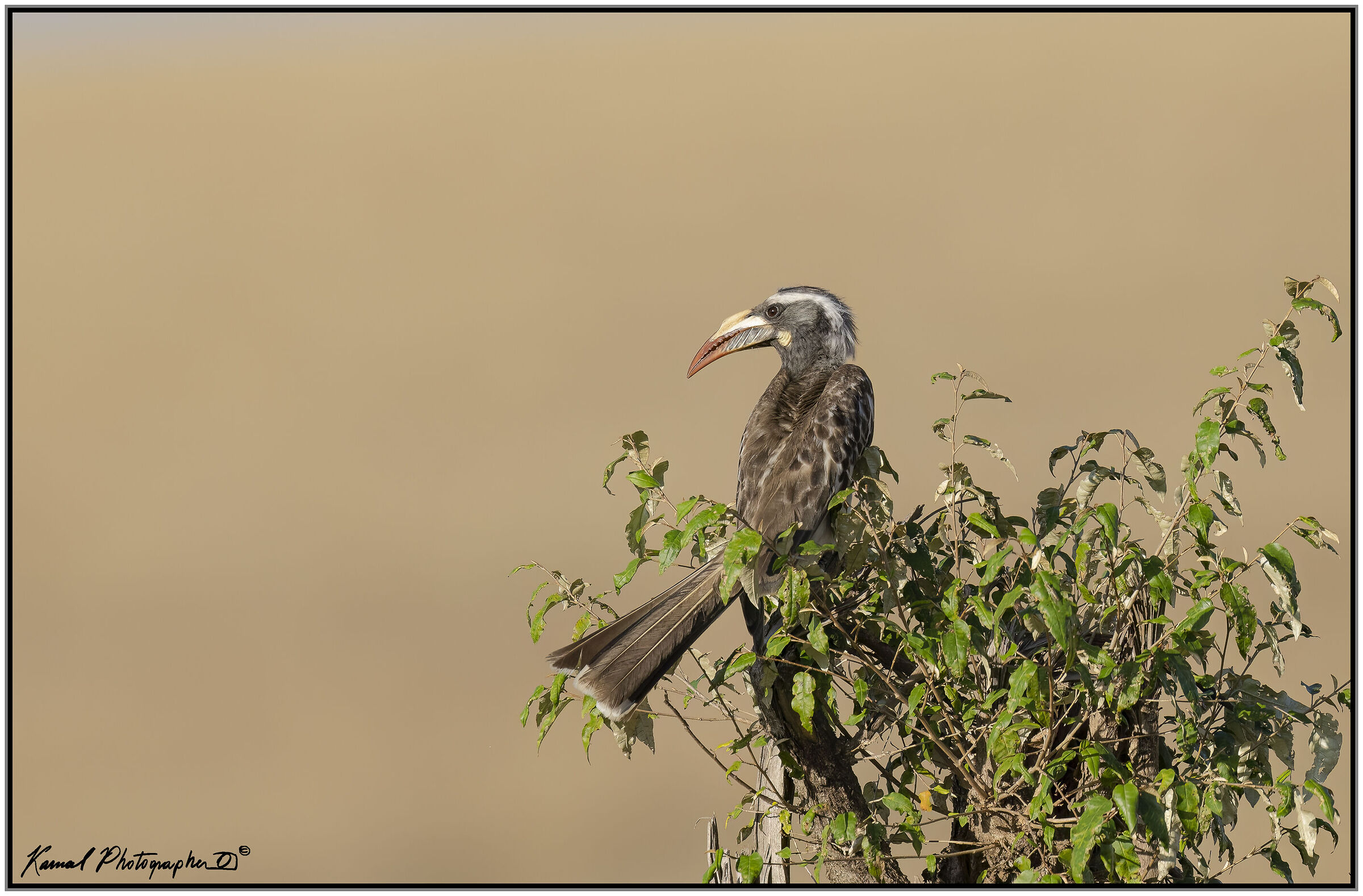 female Tockus nasutus