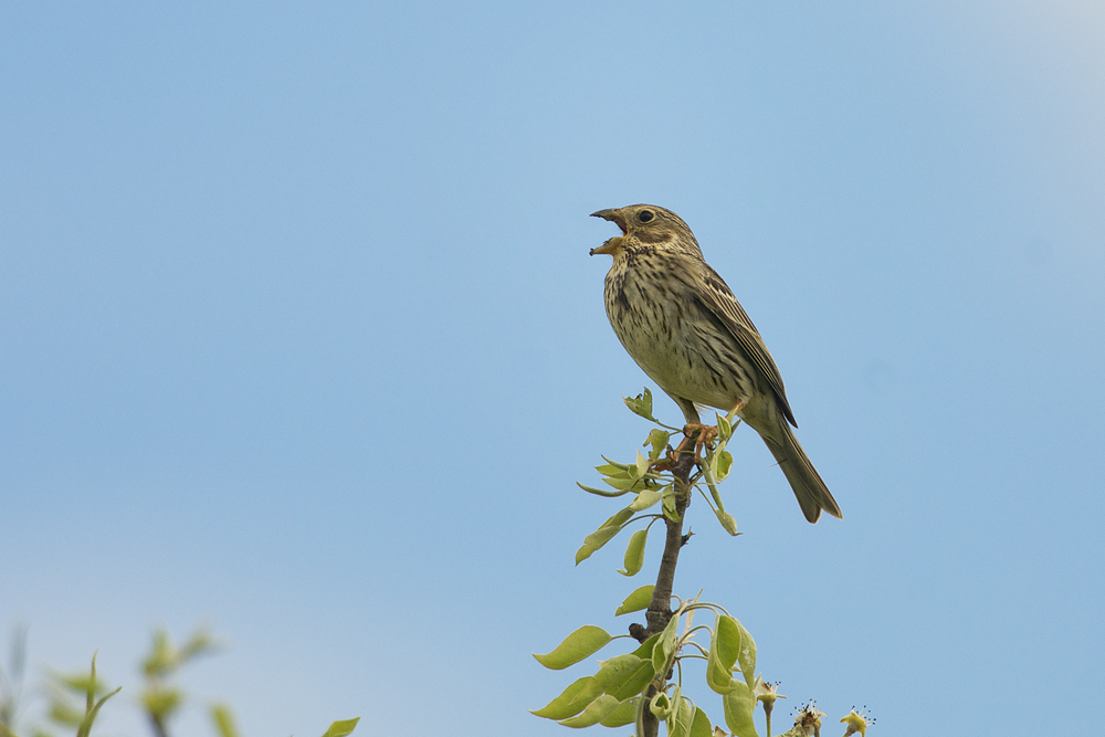 Corn Bunting