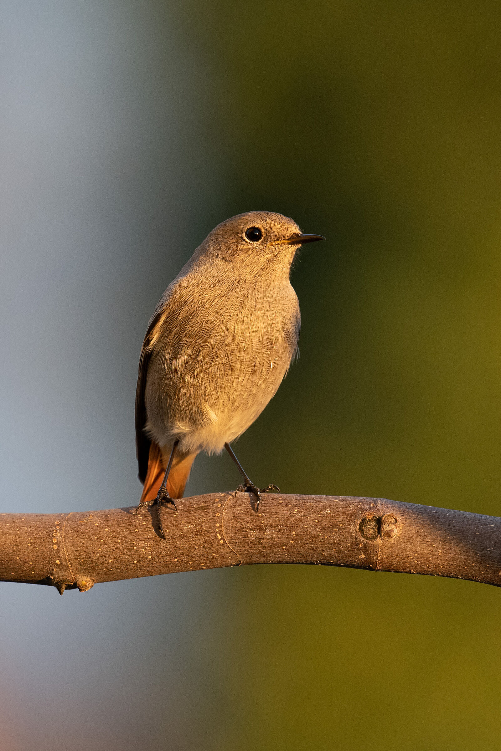 Redstart (Phoenicurus ochruros)