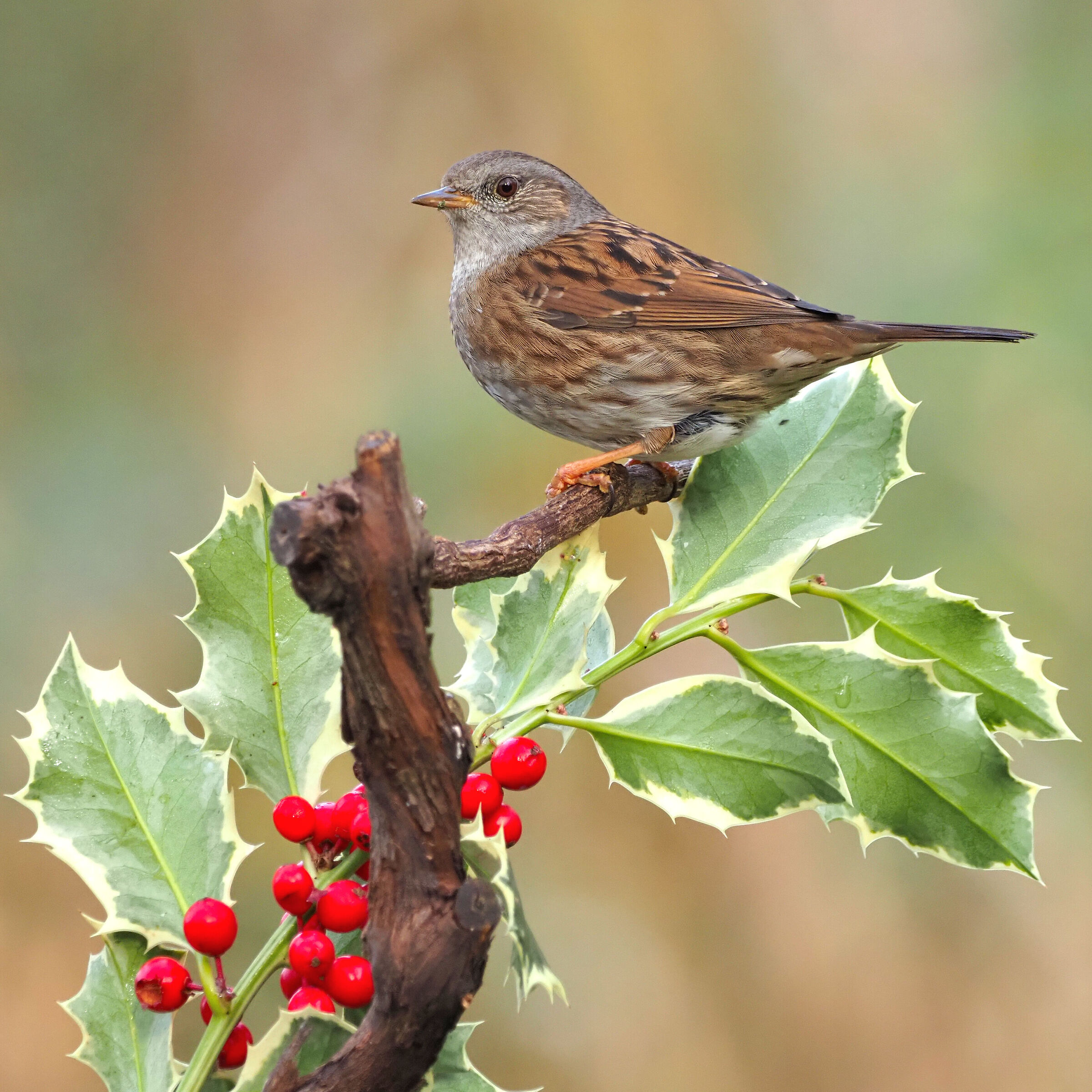 dunnock