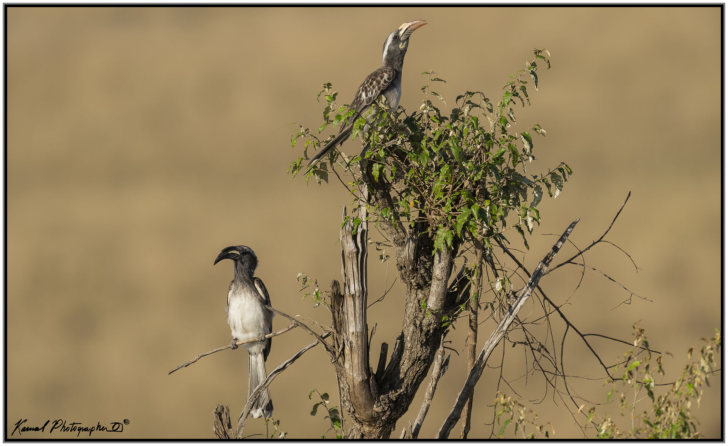 male and female Tockus nasutus