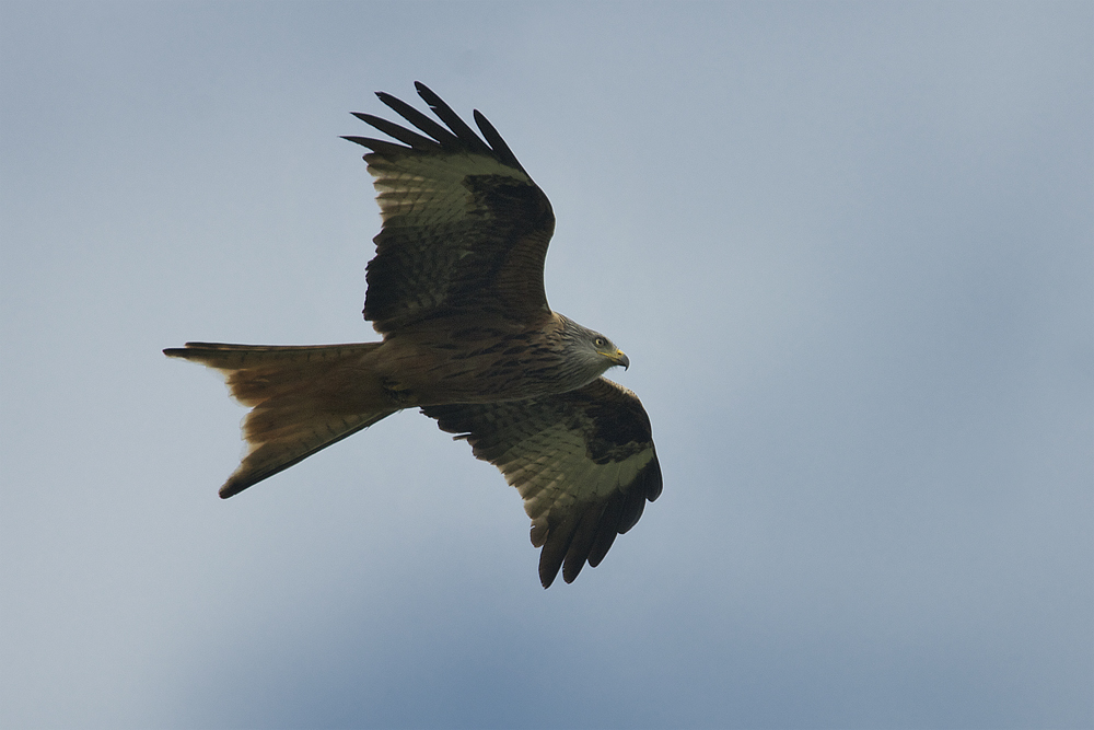 Red Kite Tolfa Mountains